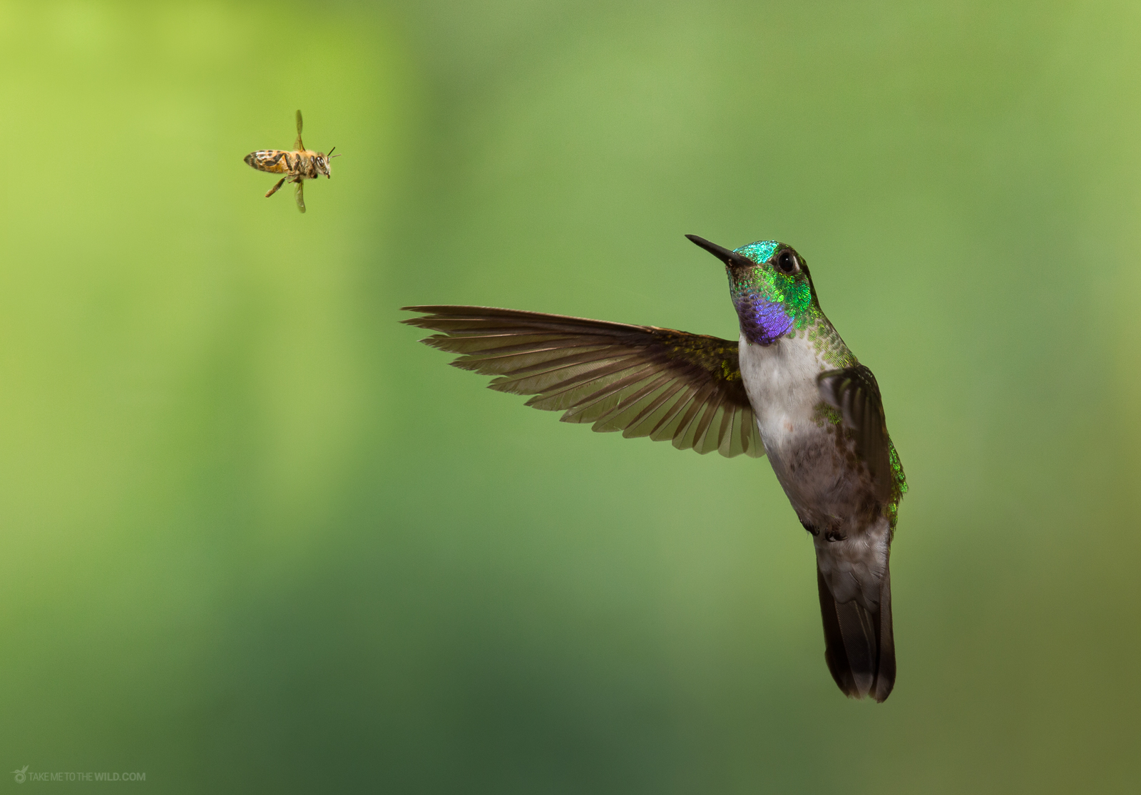 Hummingbird and a bee