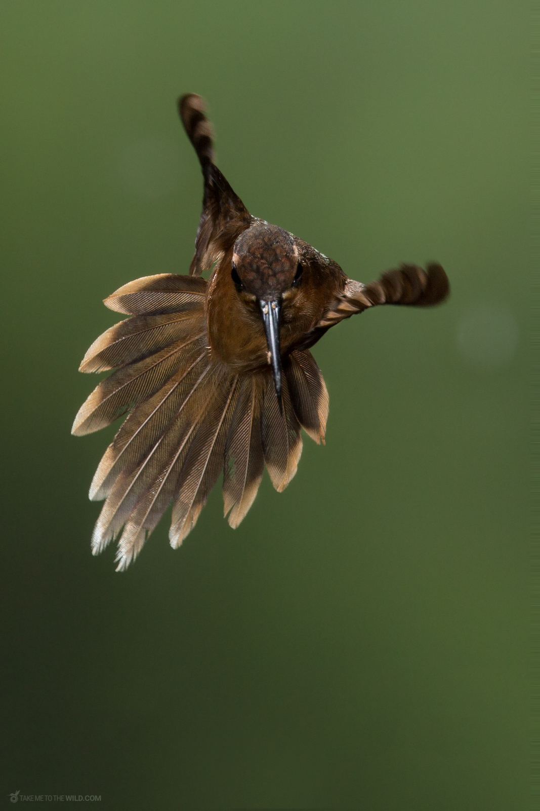 Stripe throated Hermit Phaethornis striigularis tail display