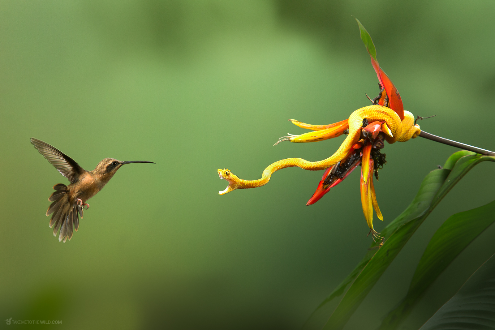 Stripe-throated Hermit hovering near an Eyelash Pit Viper