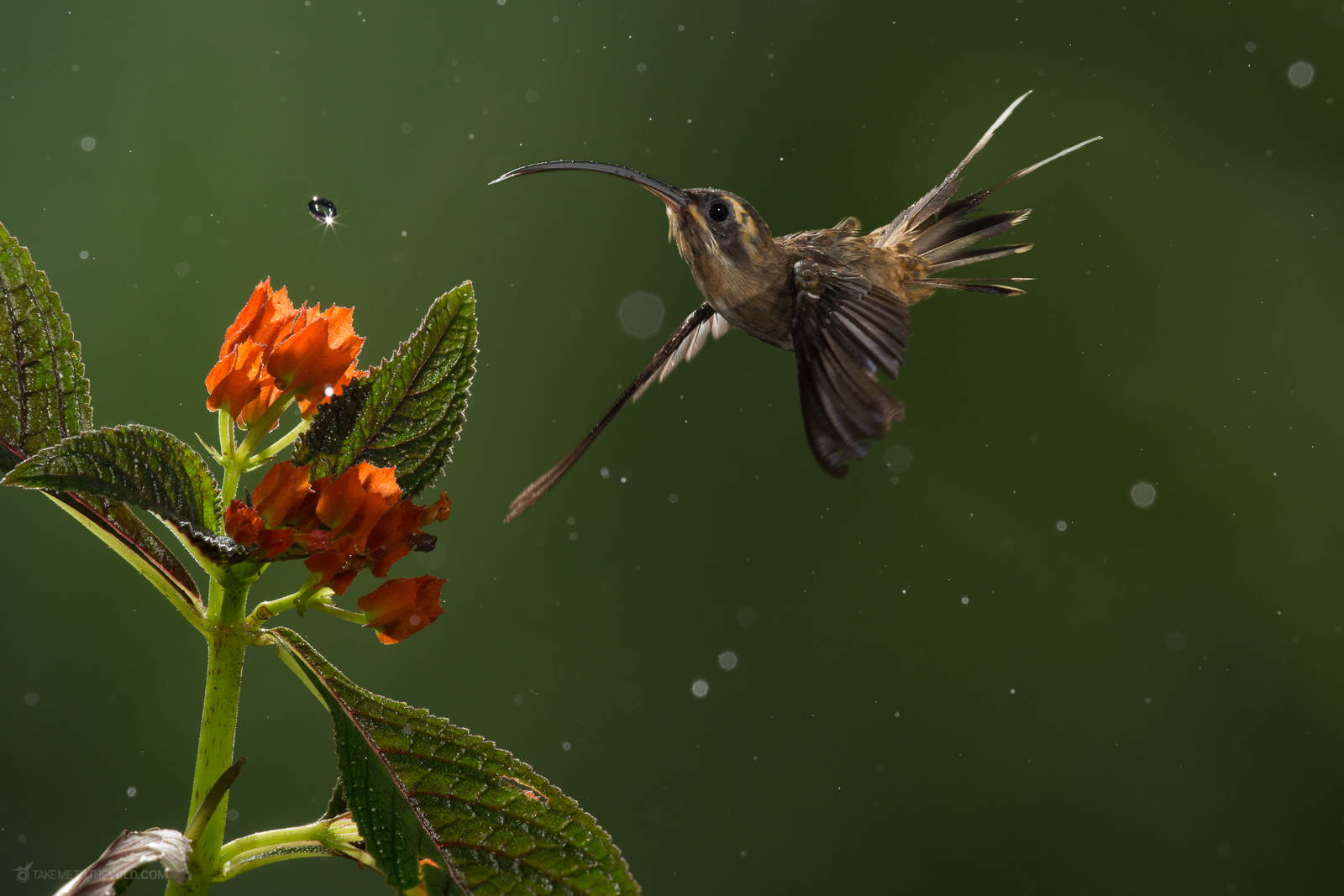 Long-billed Hermit feeding in the rain