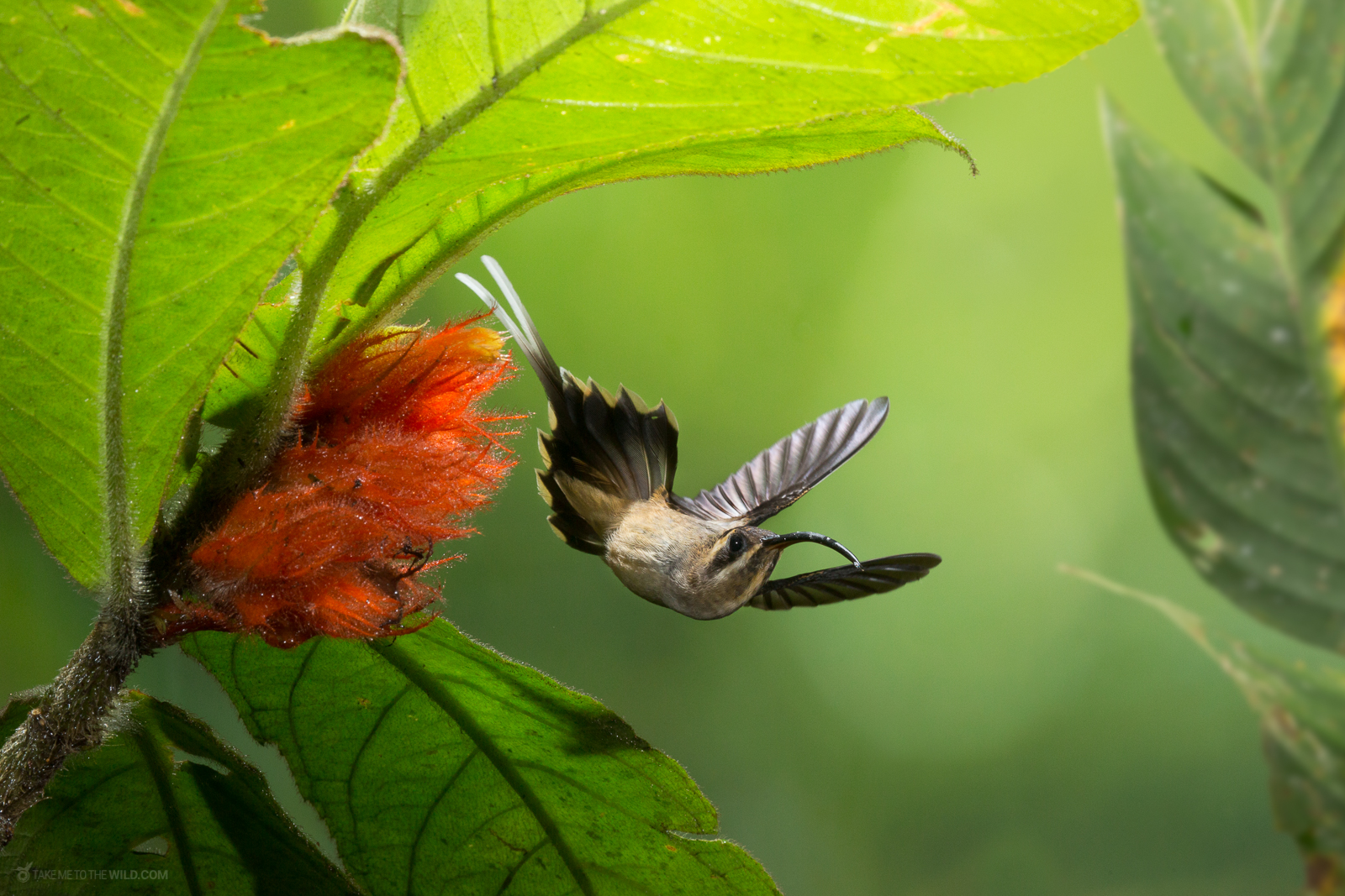 Long-billed Hermit