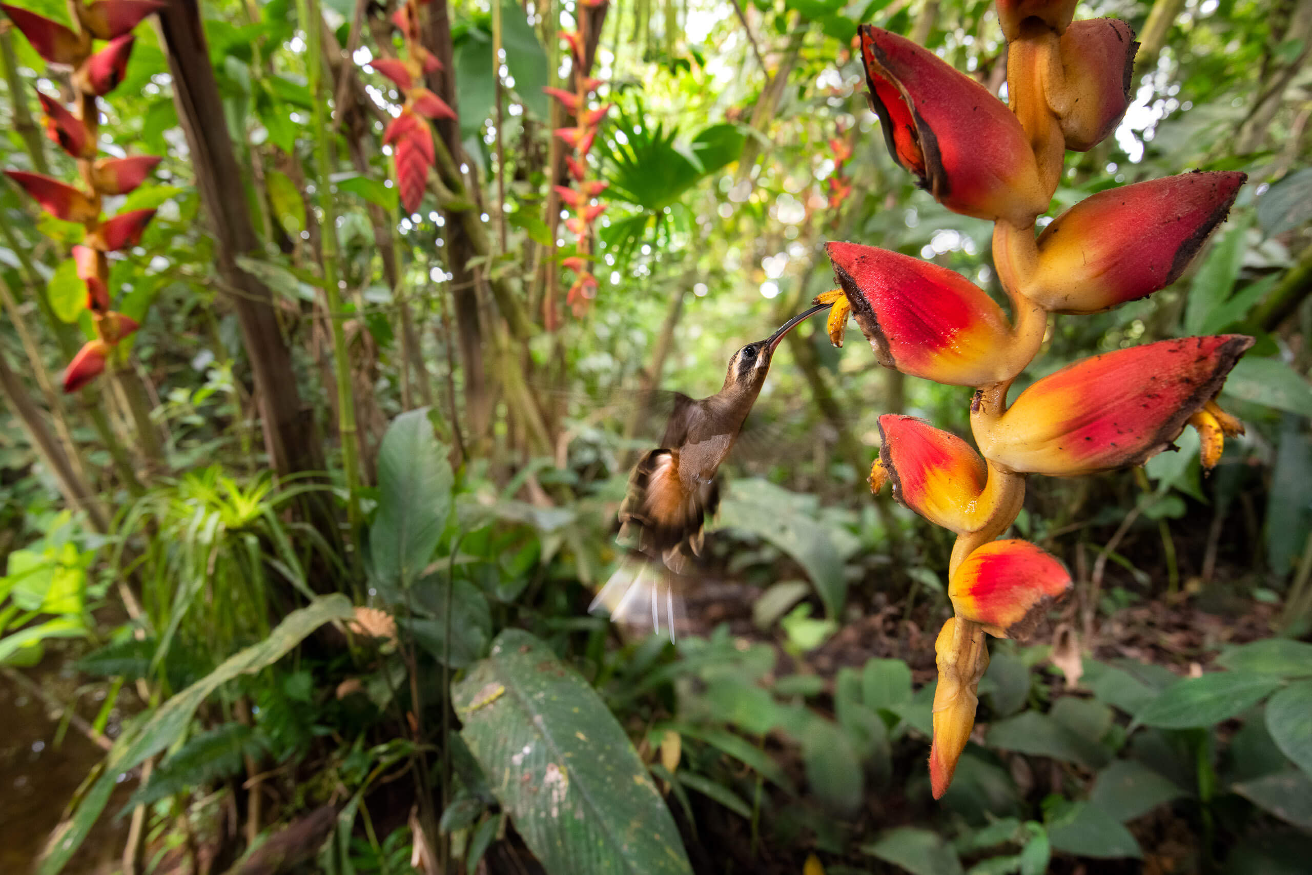 Hummingbird pollinating a flower