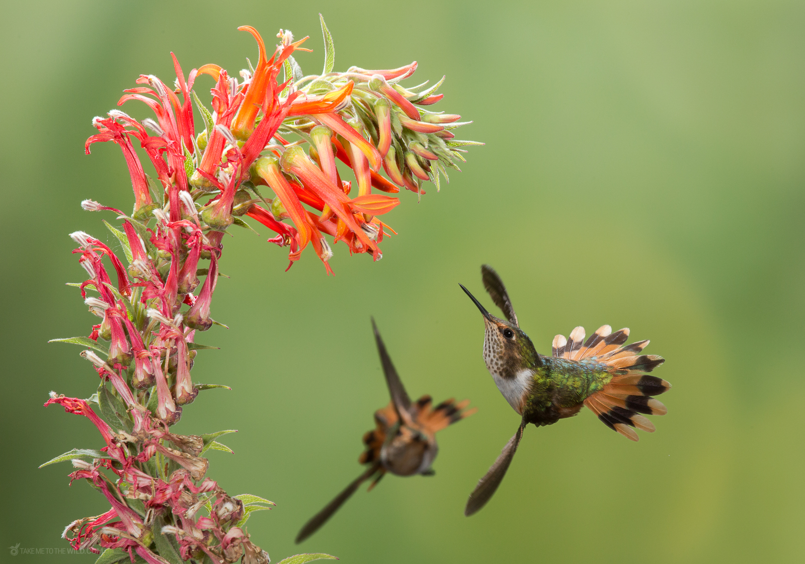 Scintillant Hummingbird feeding from flowers