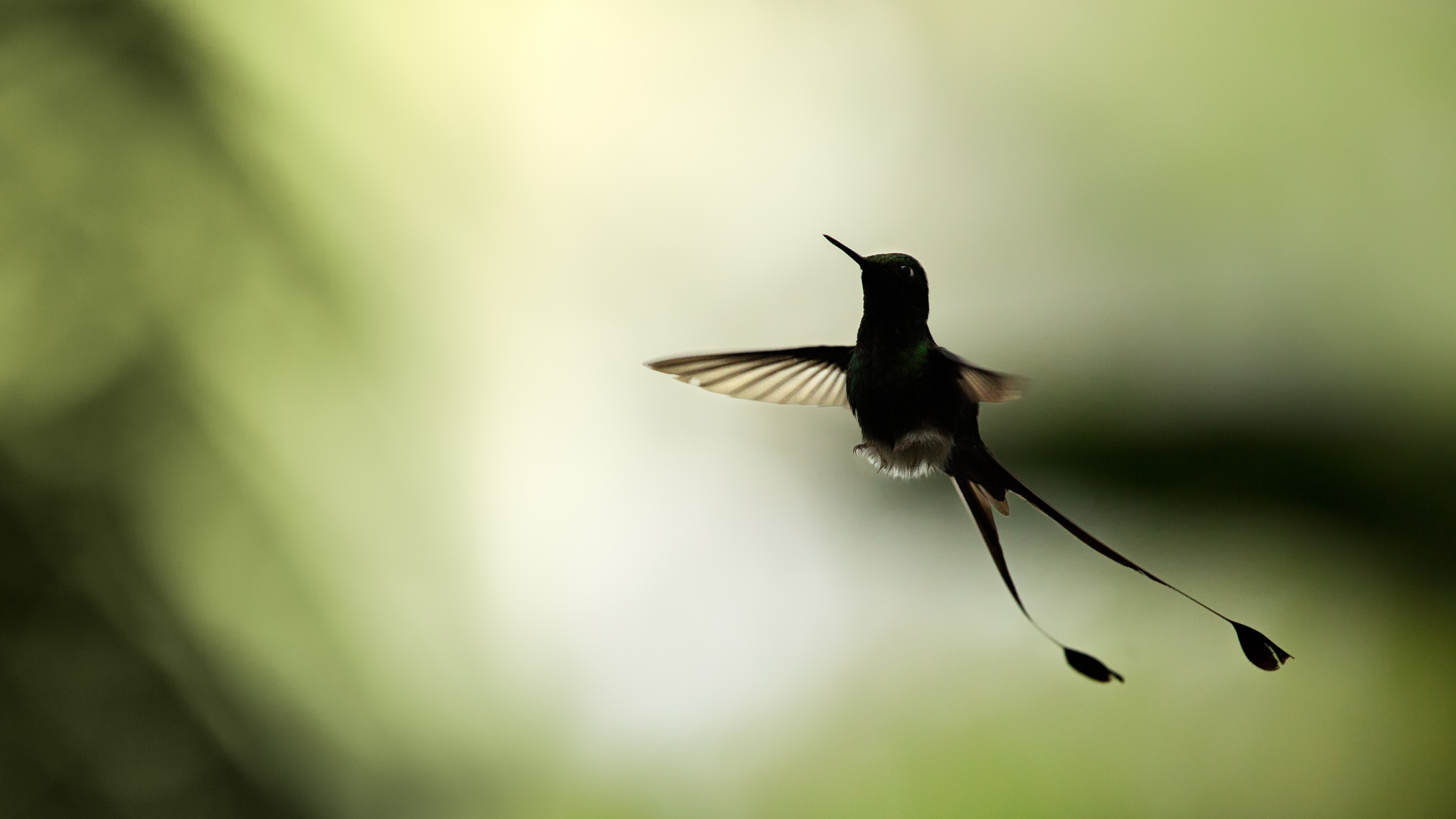 White-booted Racket-tail in flight
