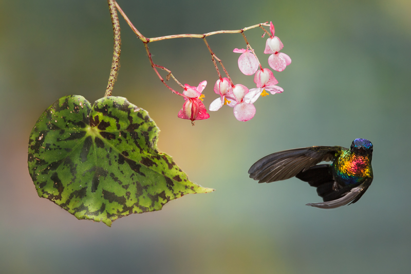 Fiery-throated Hummingbird, iridescent feathers catching the light