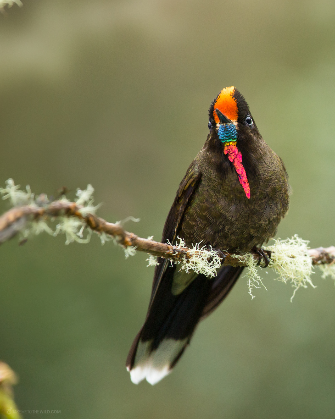 Rainbow bearbed thornbill Chalcostigma herrani perched on a mossy branch