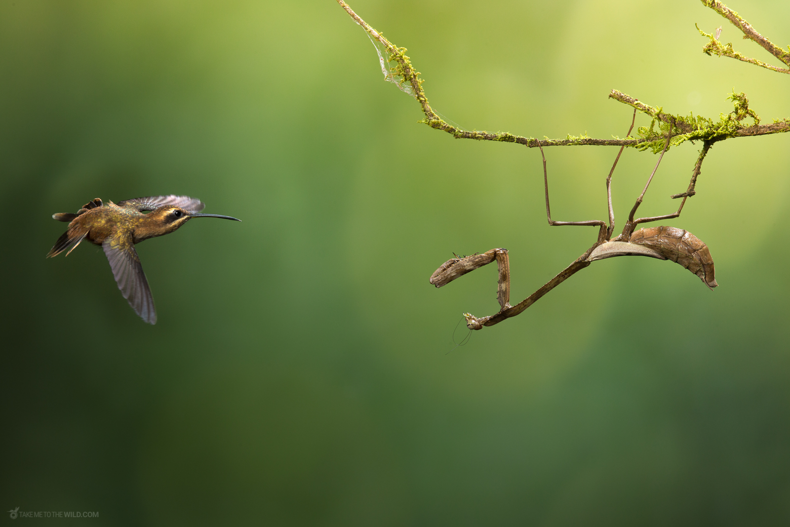 Hummingbird and the Mantis