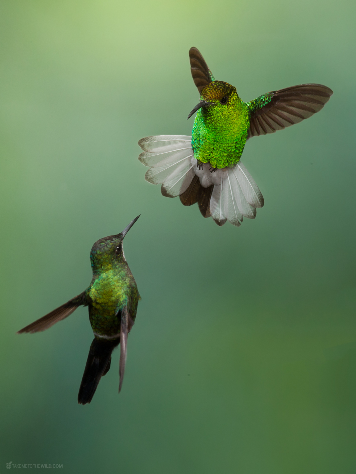 Coppery-headed Emerald fighting for territory