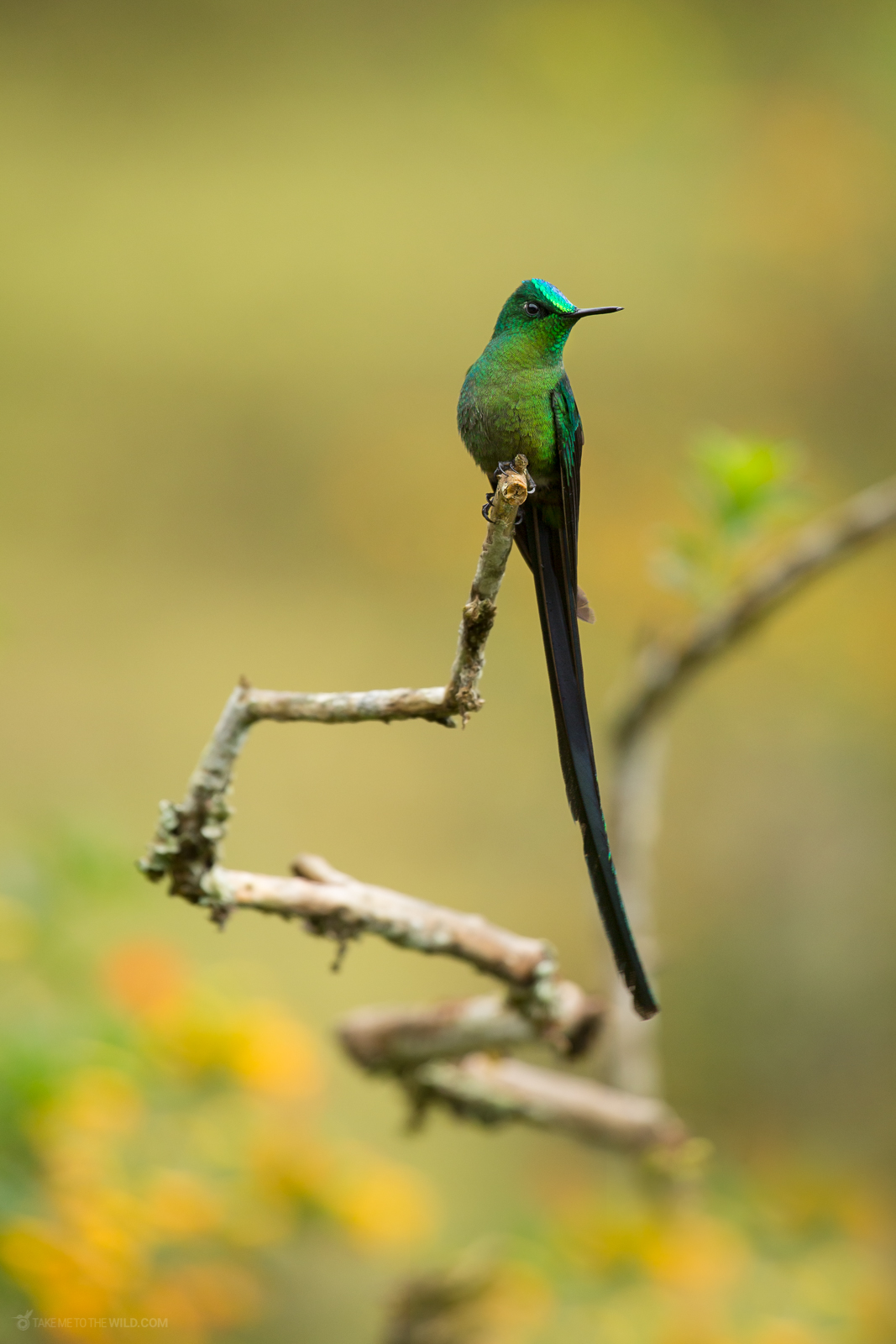 Long-tailed Sylph perched on a branch