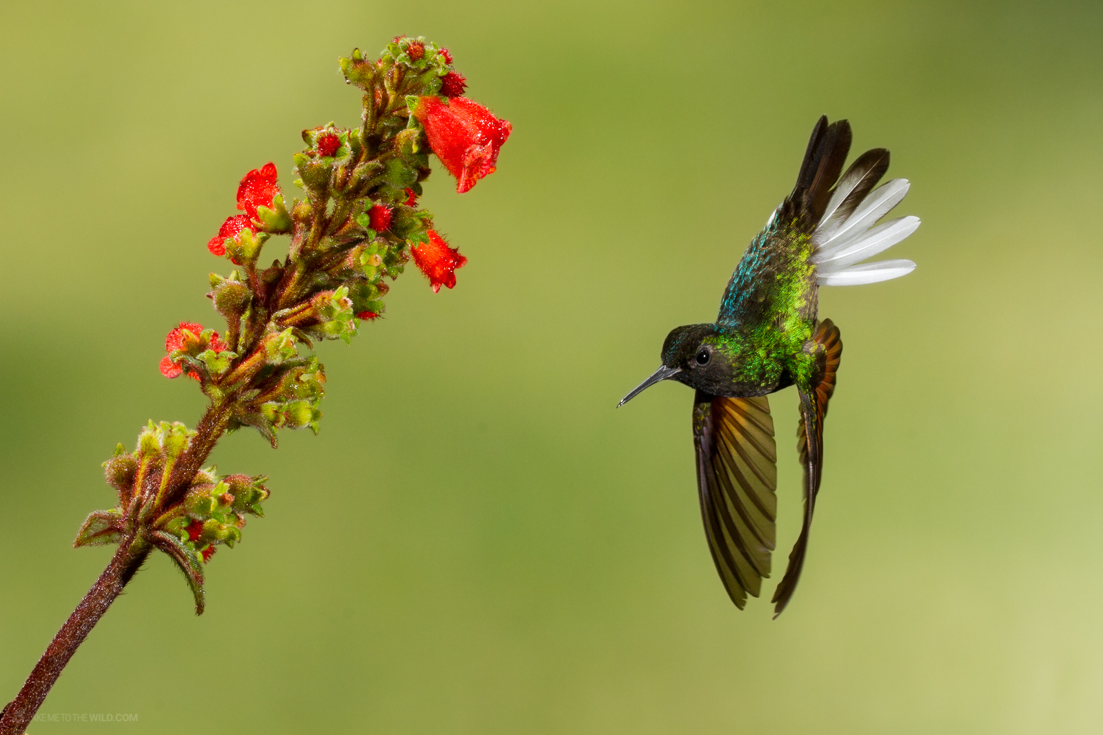 Black-bellied Hummingbird