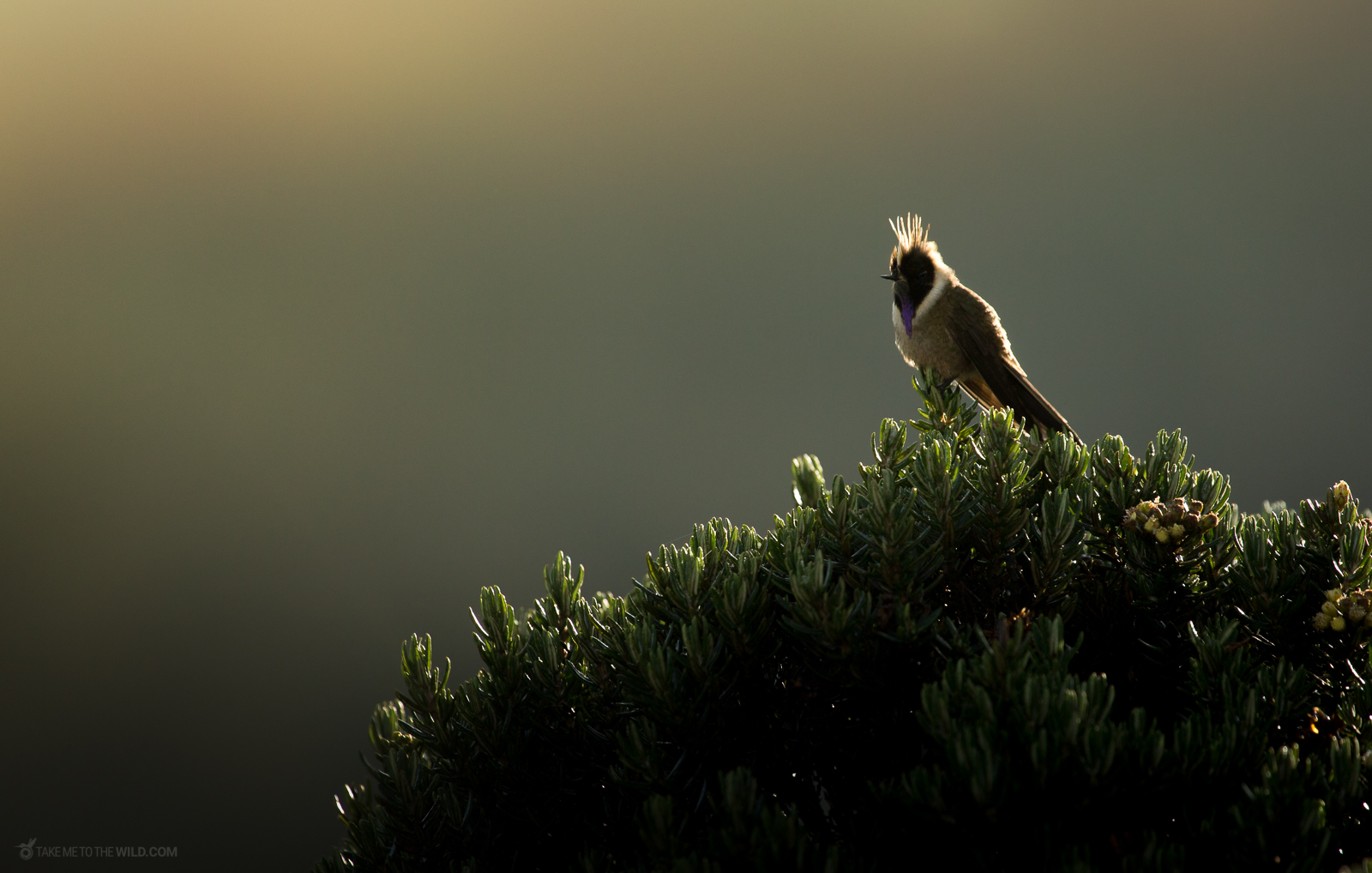 Buffy helmetcrest Oxypogon stubelii perched under the morning light
