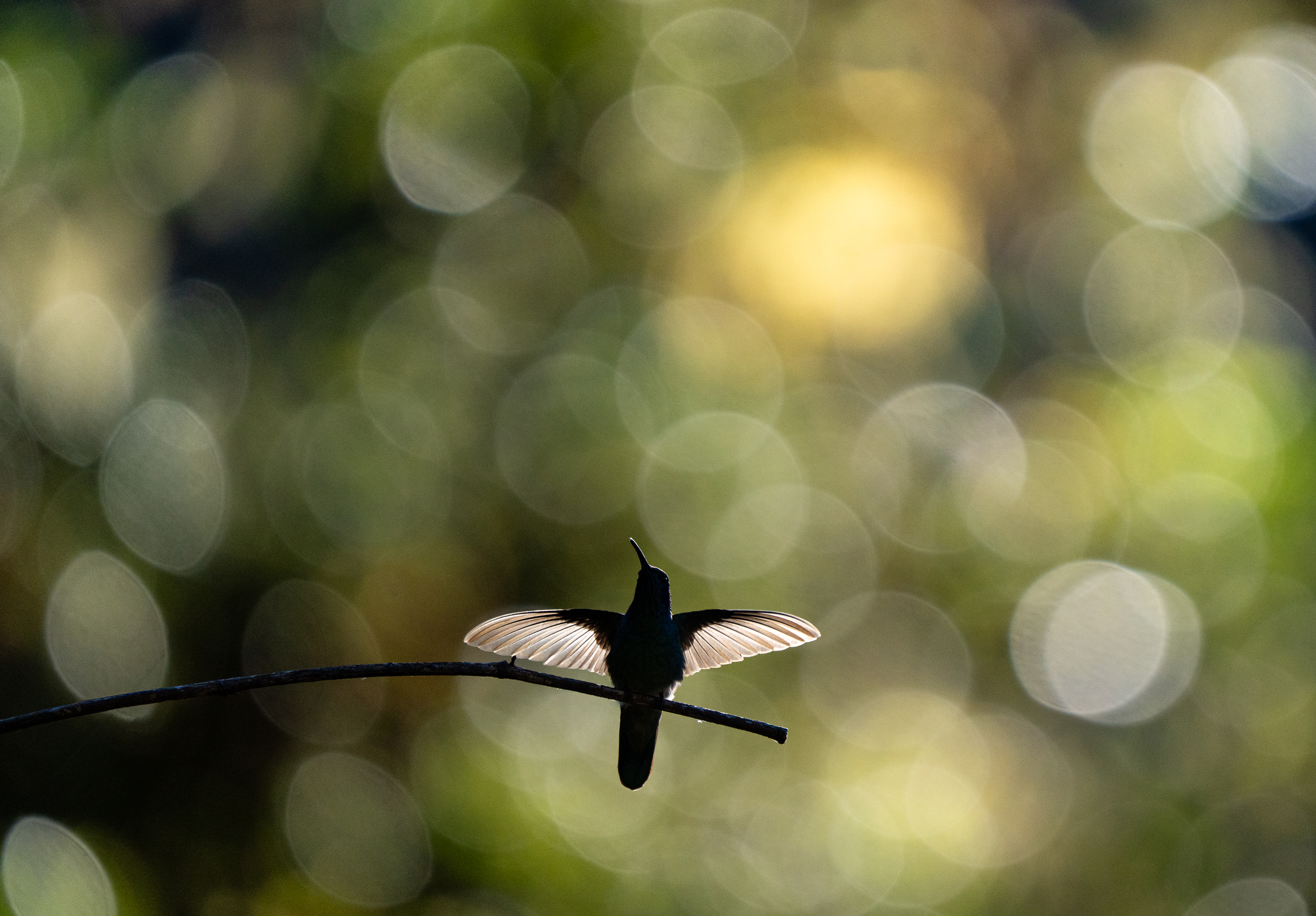 Violet-eared Hummingbird at Dawn