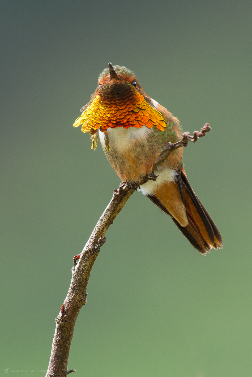 Scintillant Hummingbird