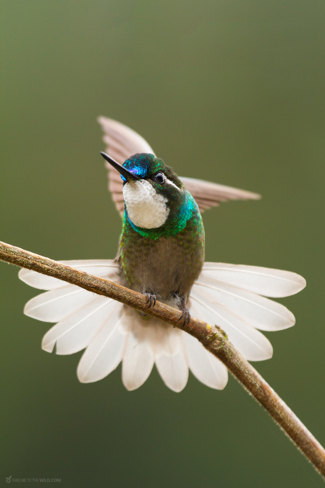 White-throated Mountaingem tail display