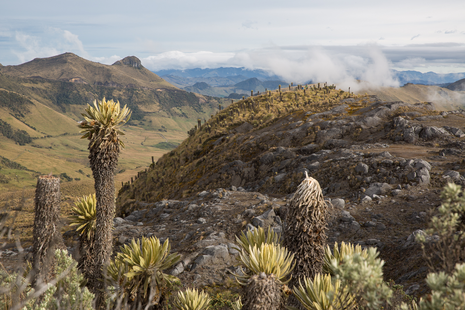 frailejones espeletia landscape