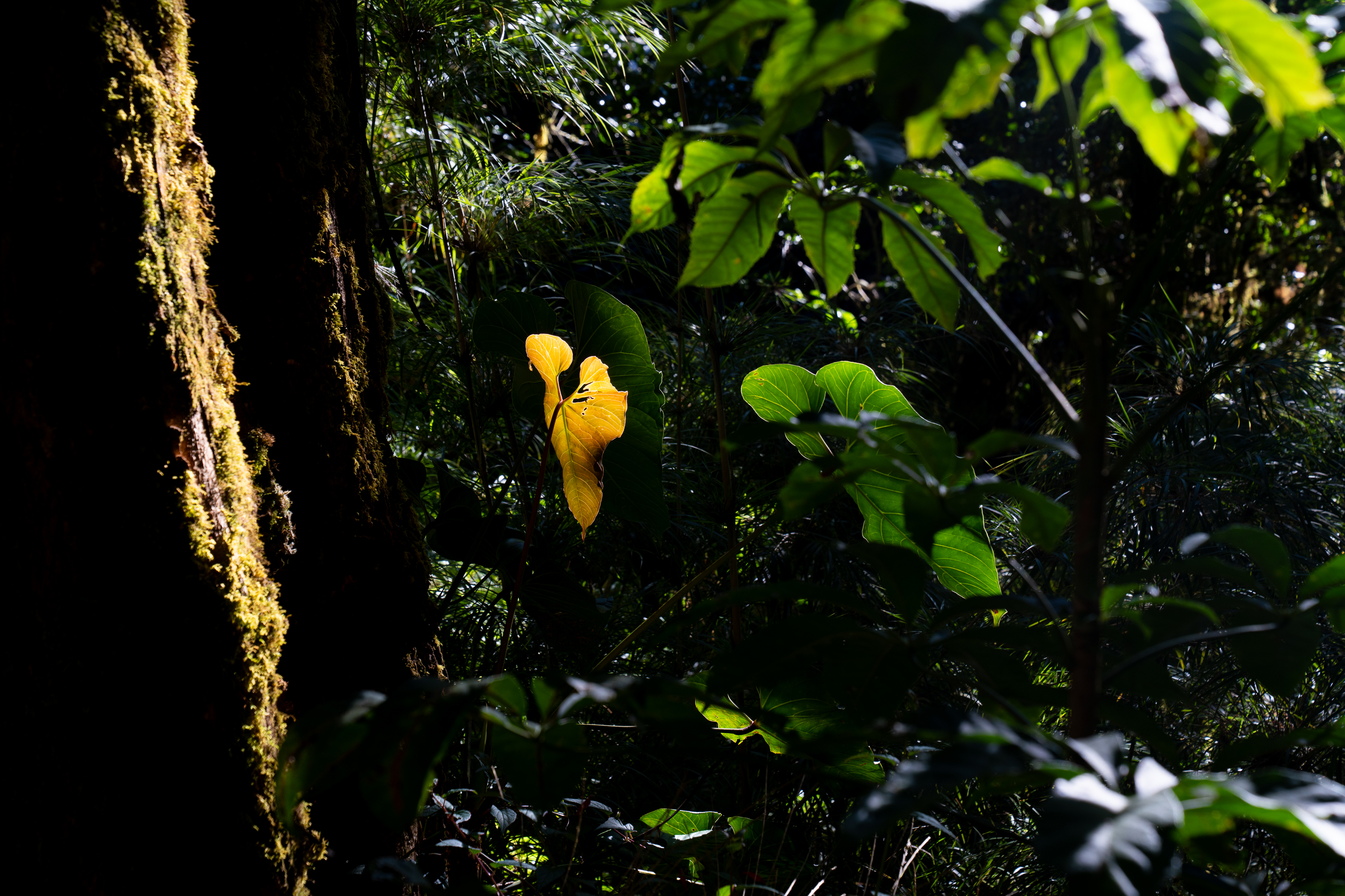 Understory Light