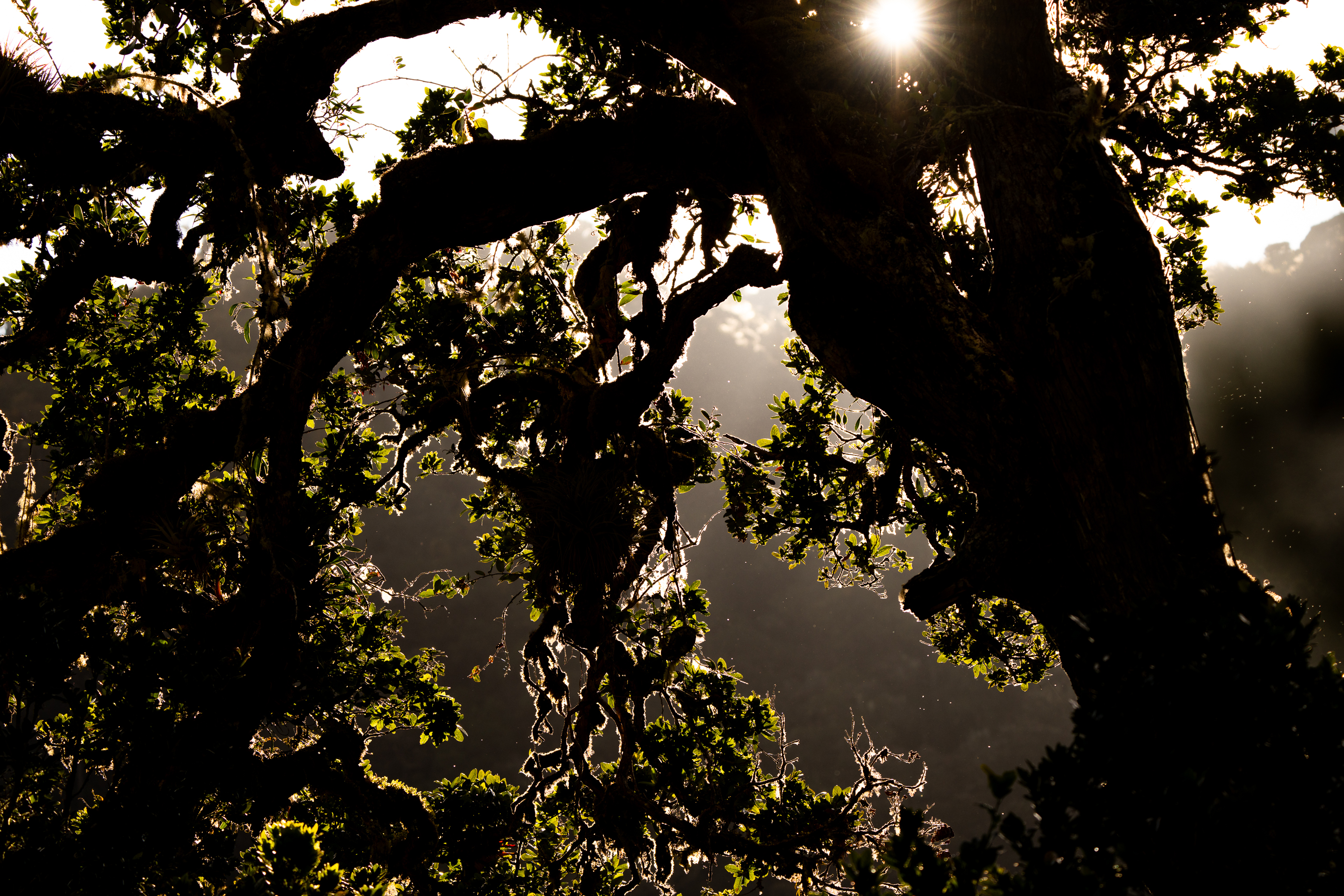 Ancient Oak