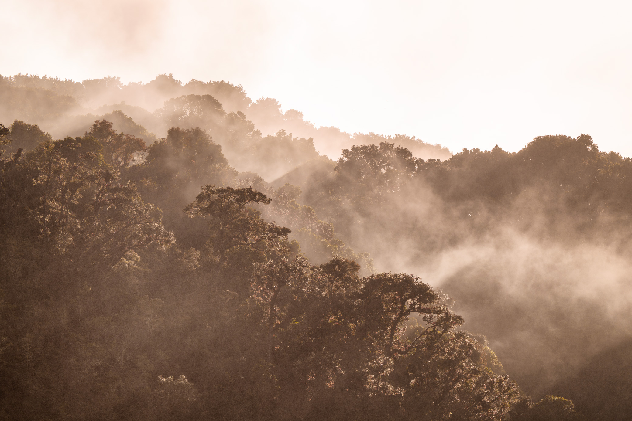 cloudforest morning instagram