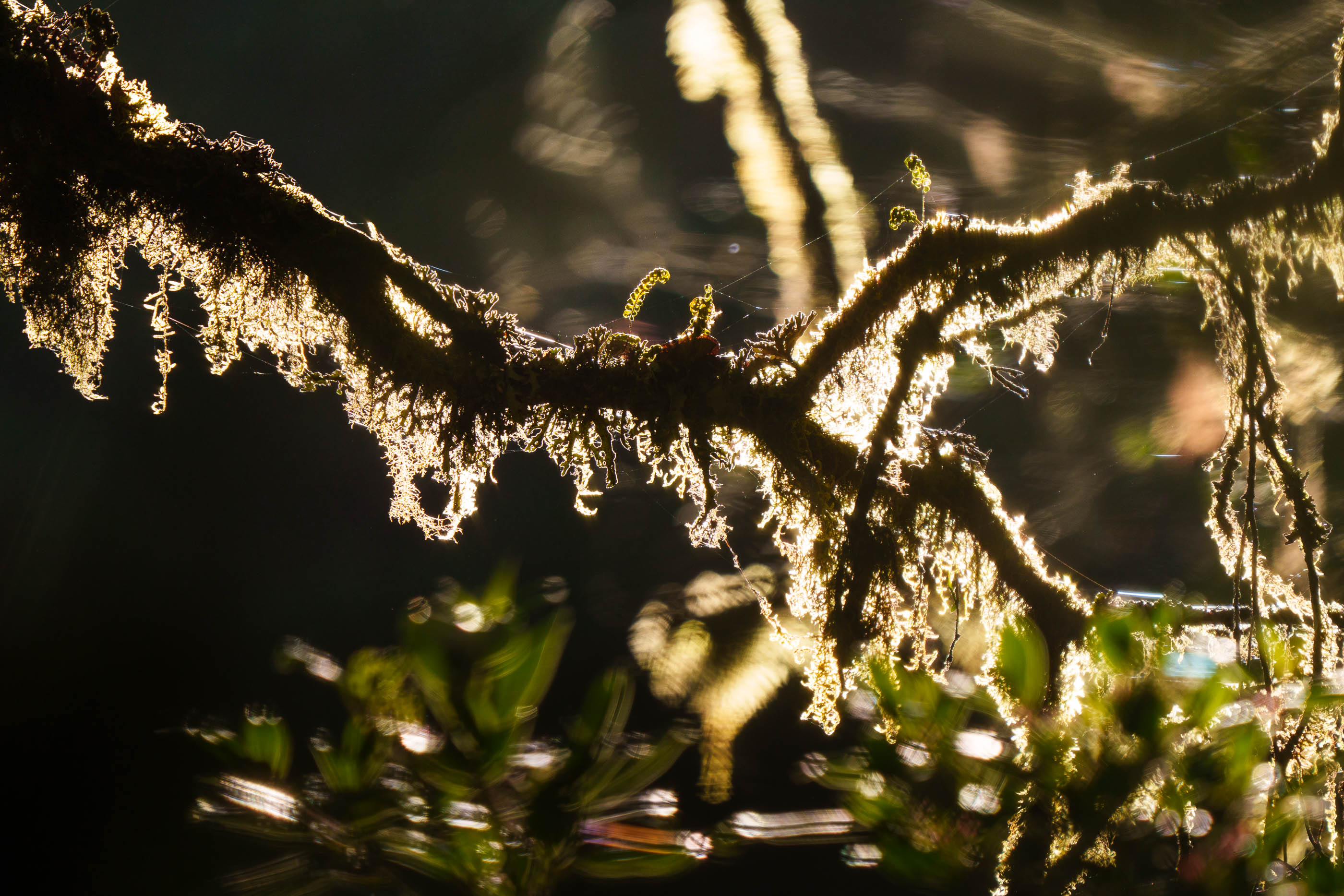 Cloud Forest Glow Lichens and Moss in Light