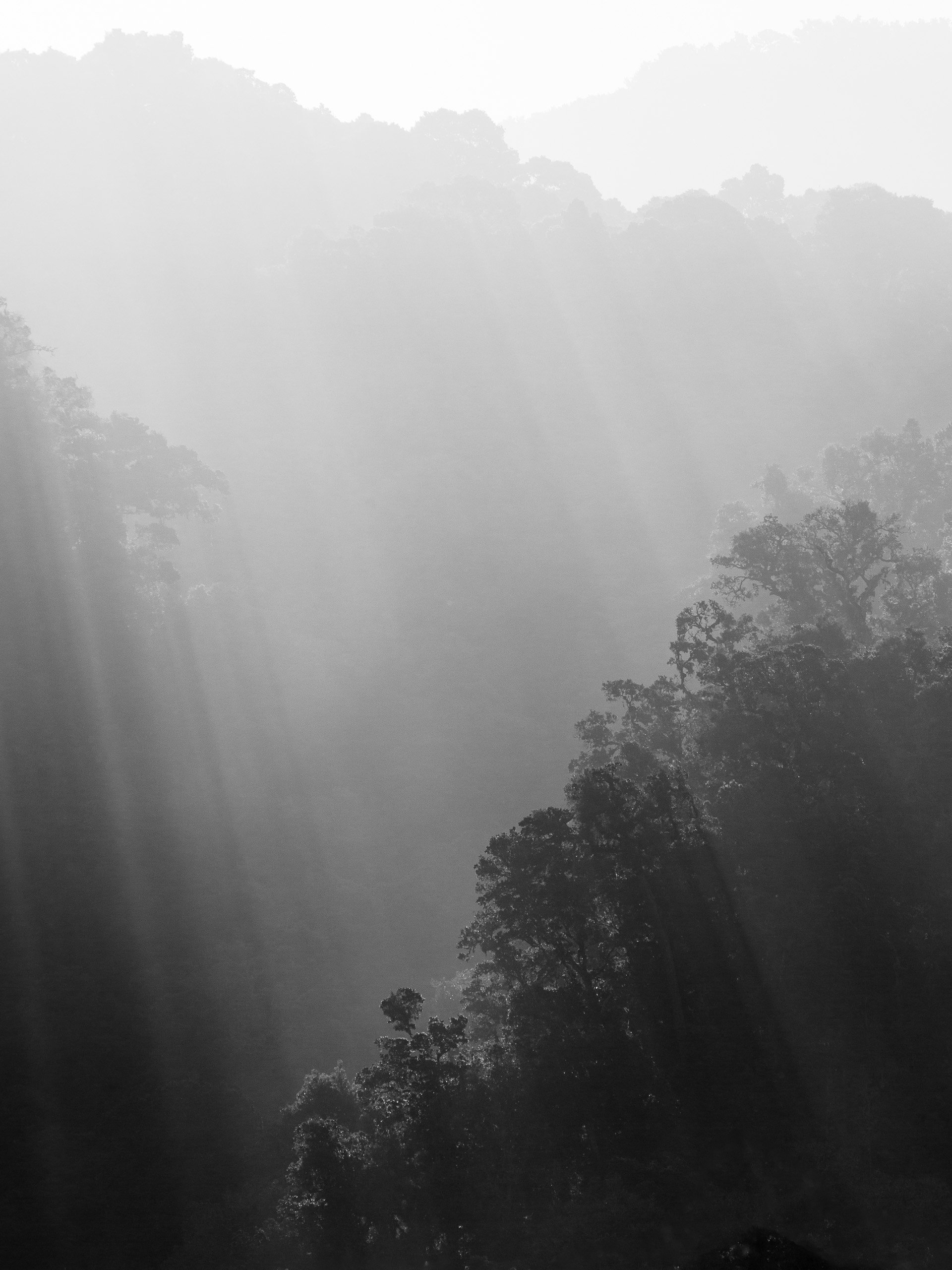 Cloudforest Contrasts