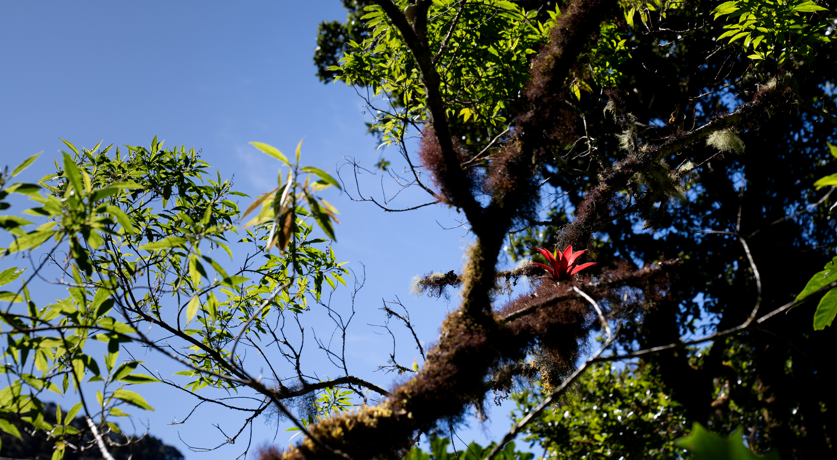 Bromeliad