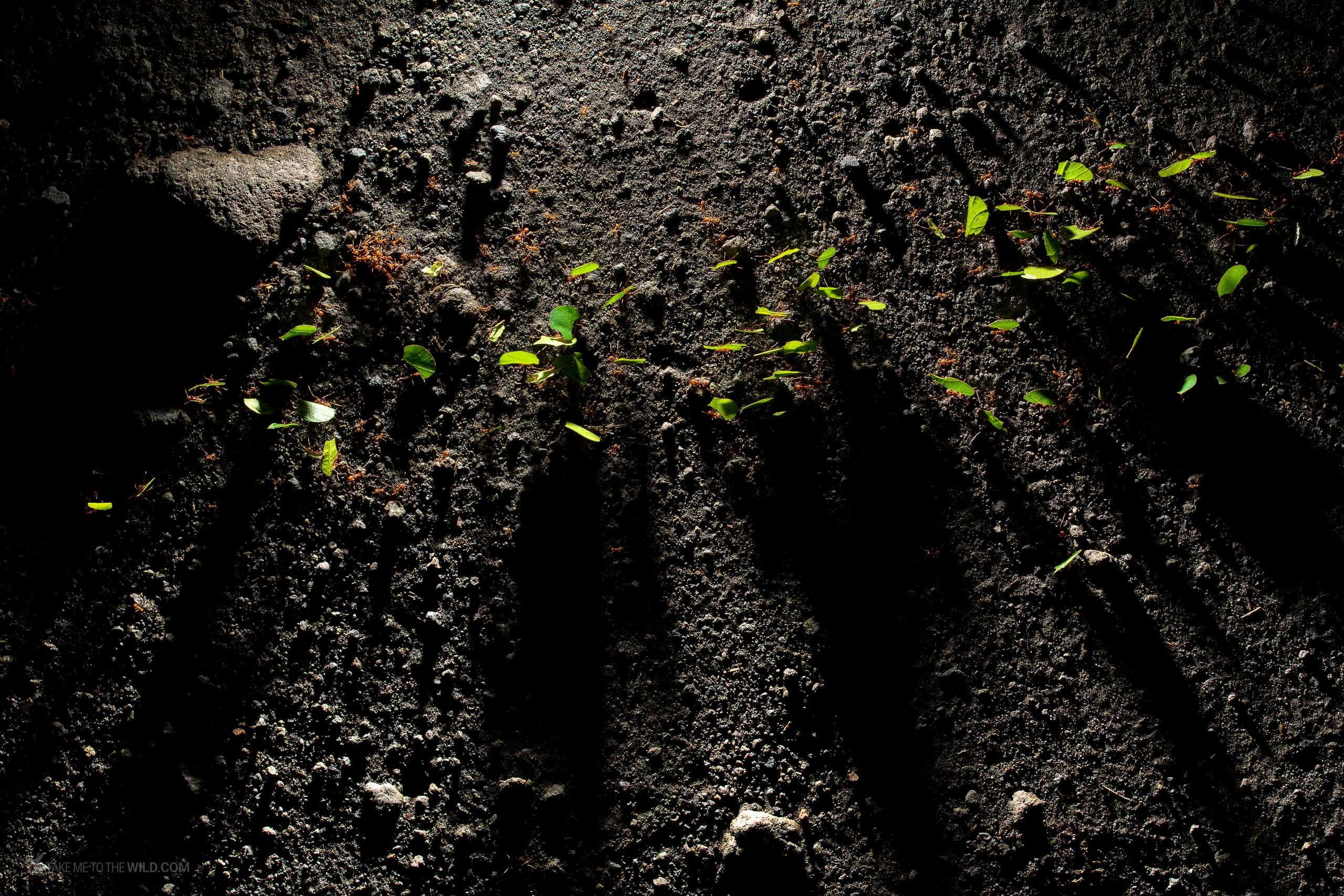 Workers of the night