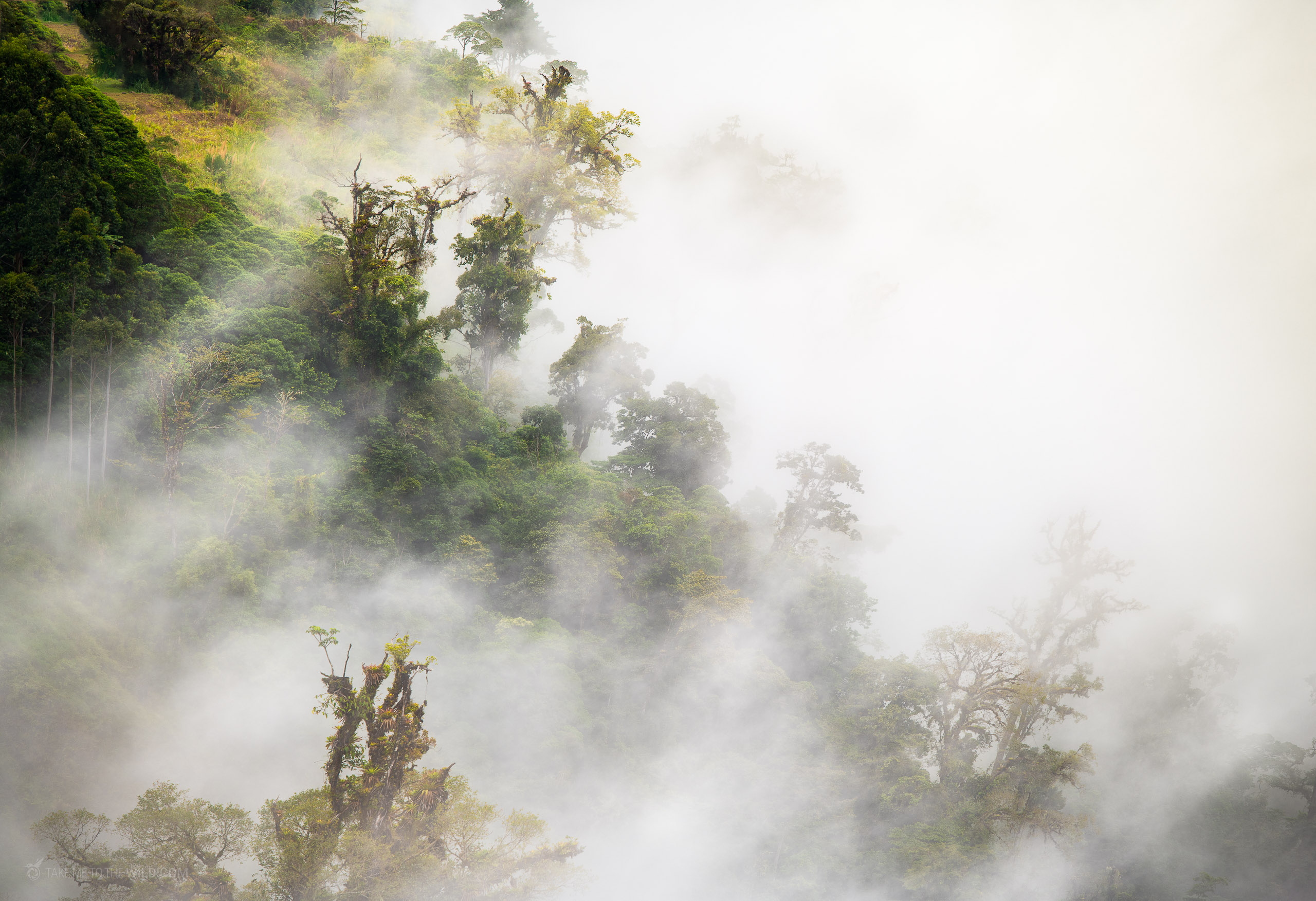 The mystical Cloud Forest