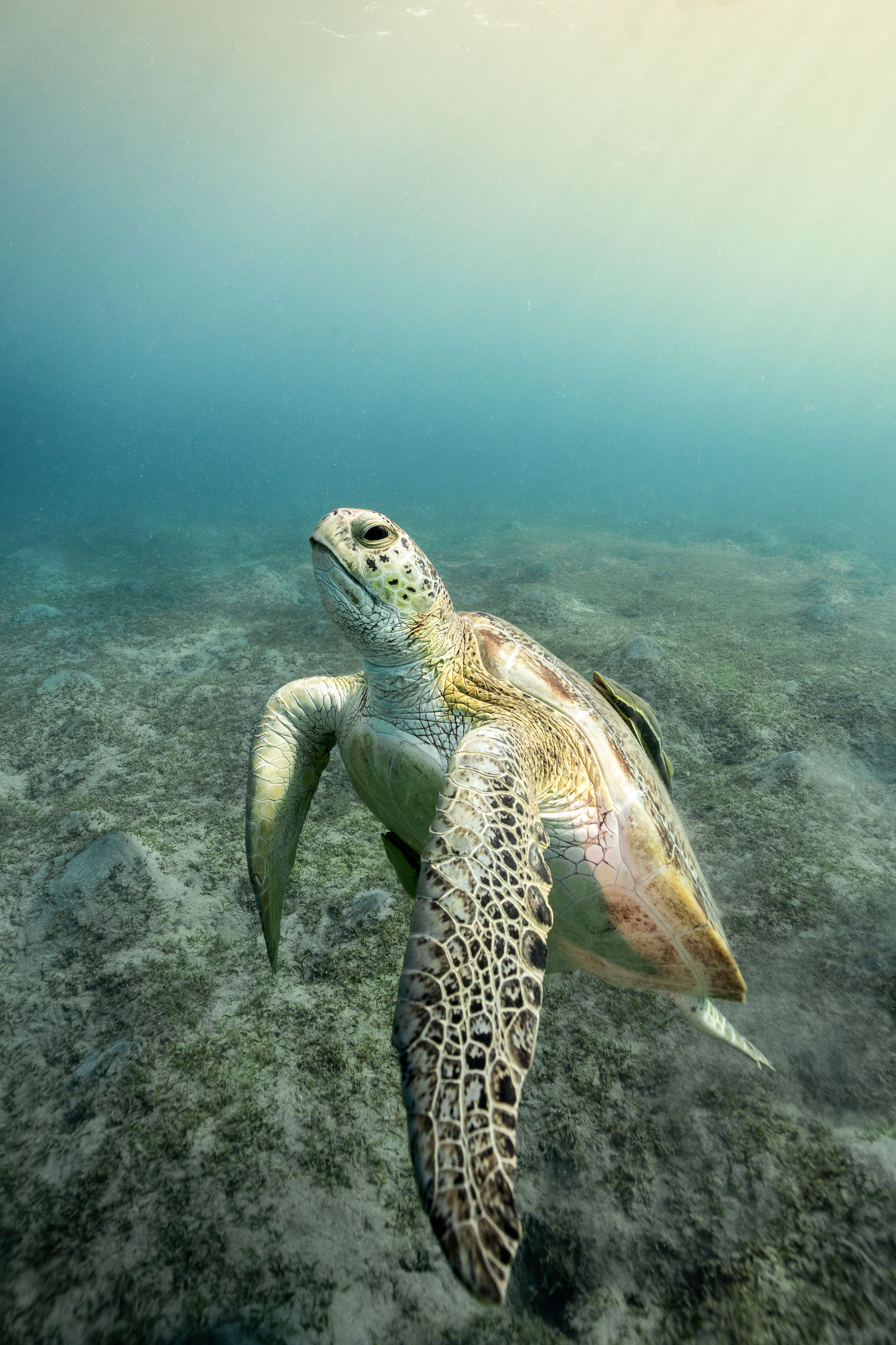 Green turtle turning to look at you