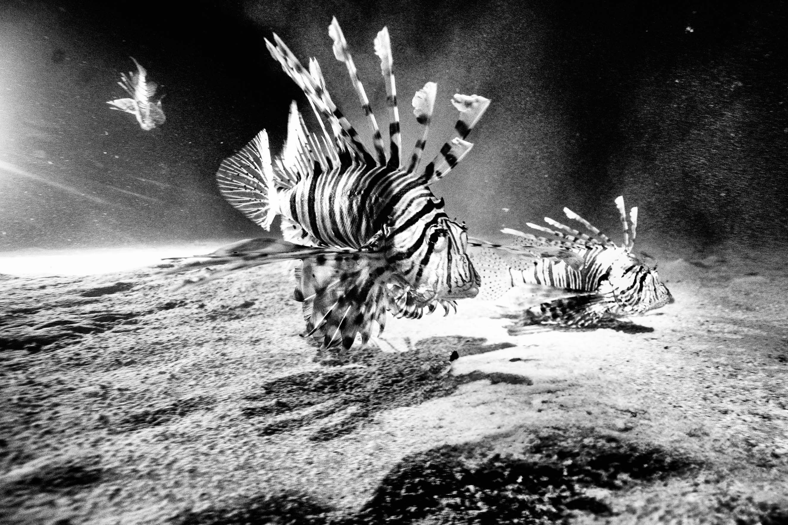 Night hunters in the deep