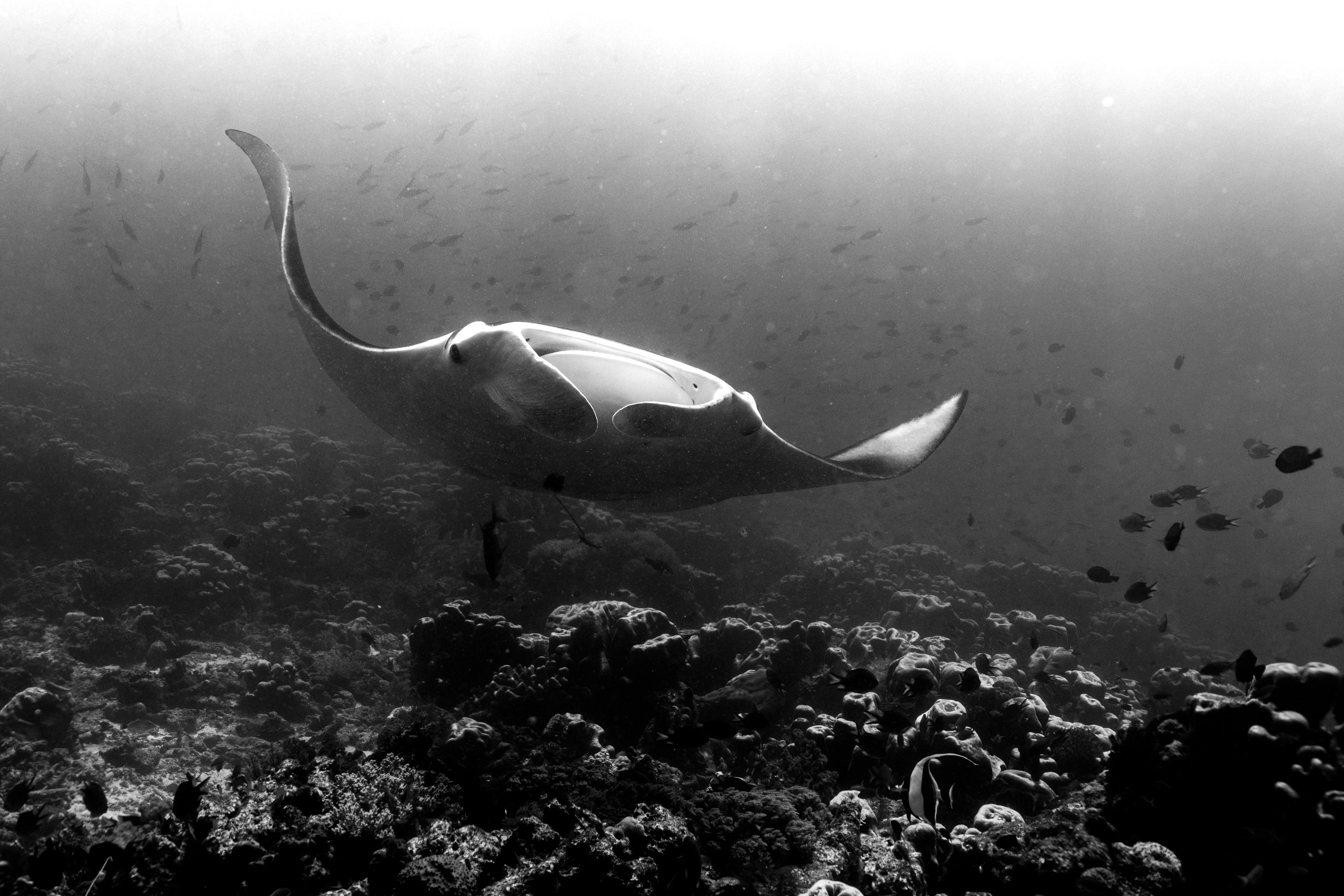 Oceanic manta ray in the deep