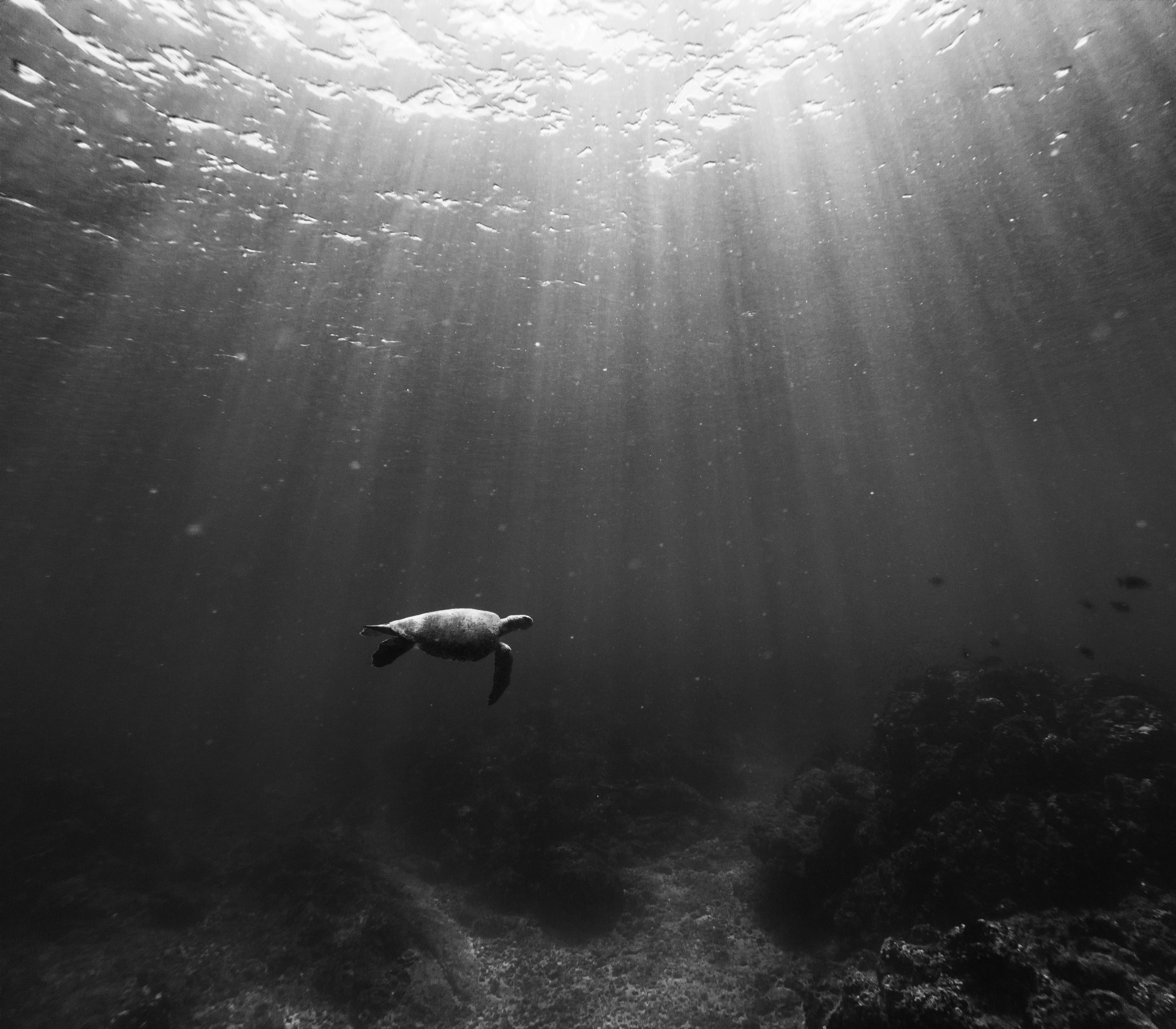 Follow the light into the deep