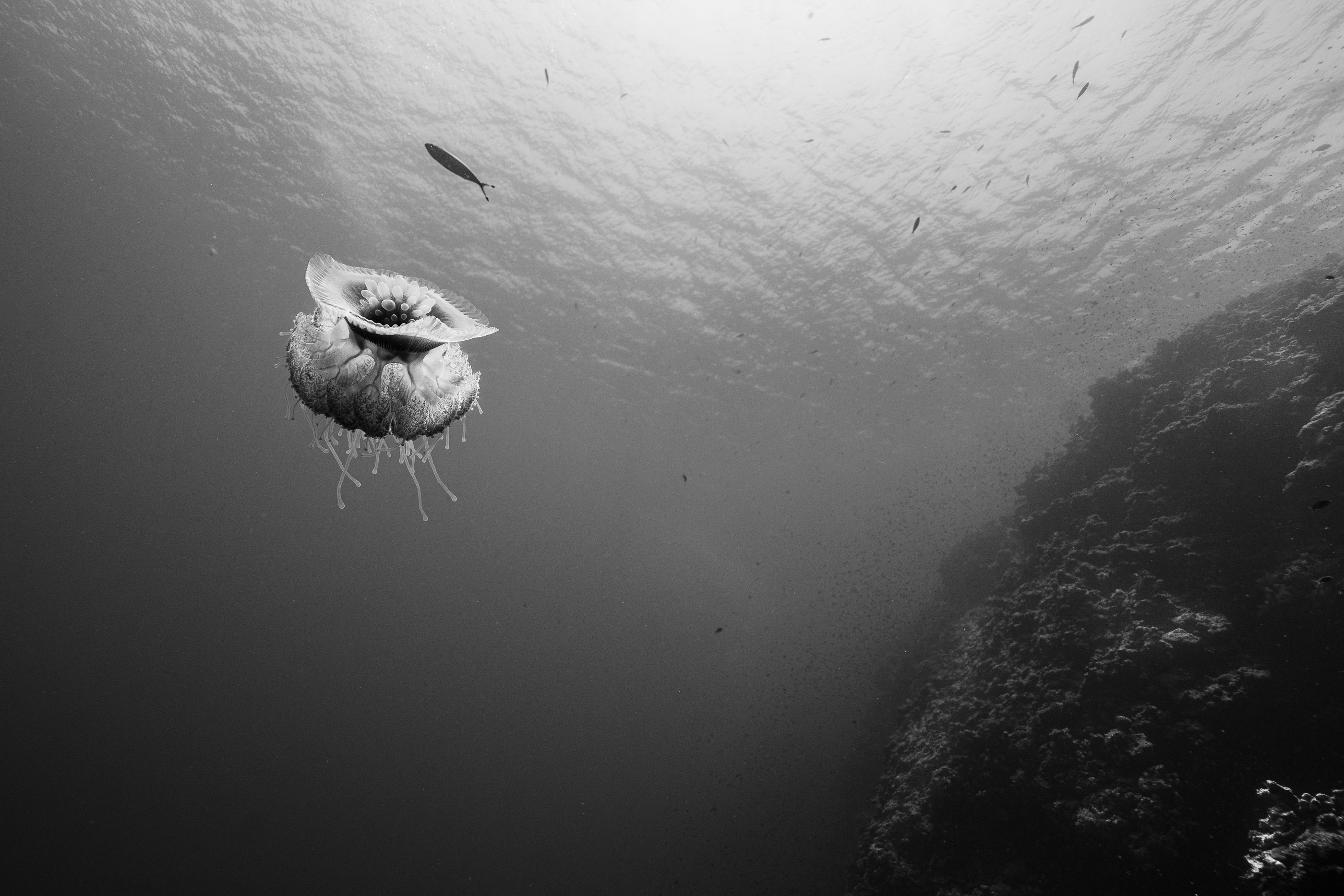 Red Sea Royalty Crown Jellyfish