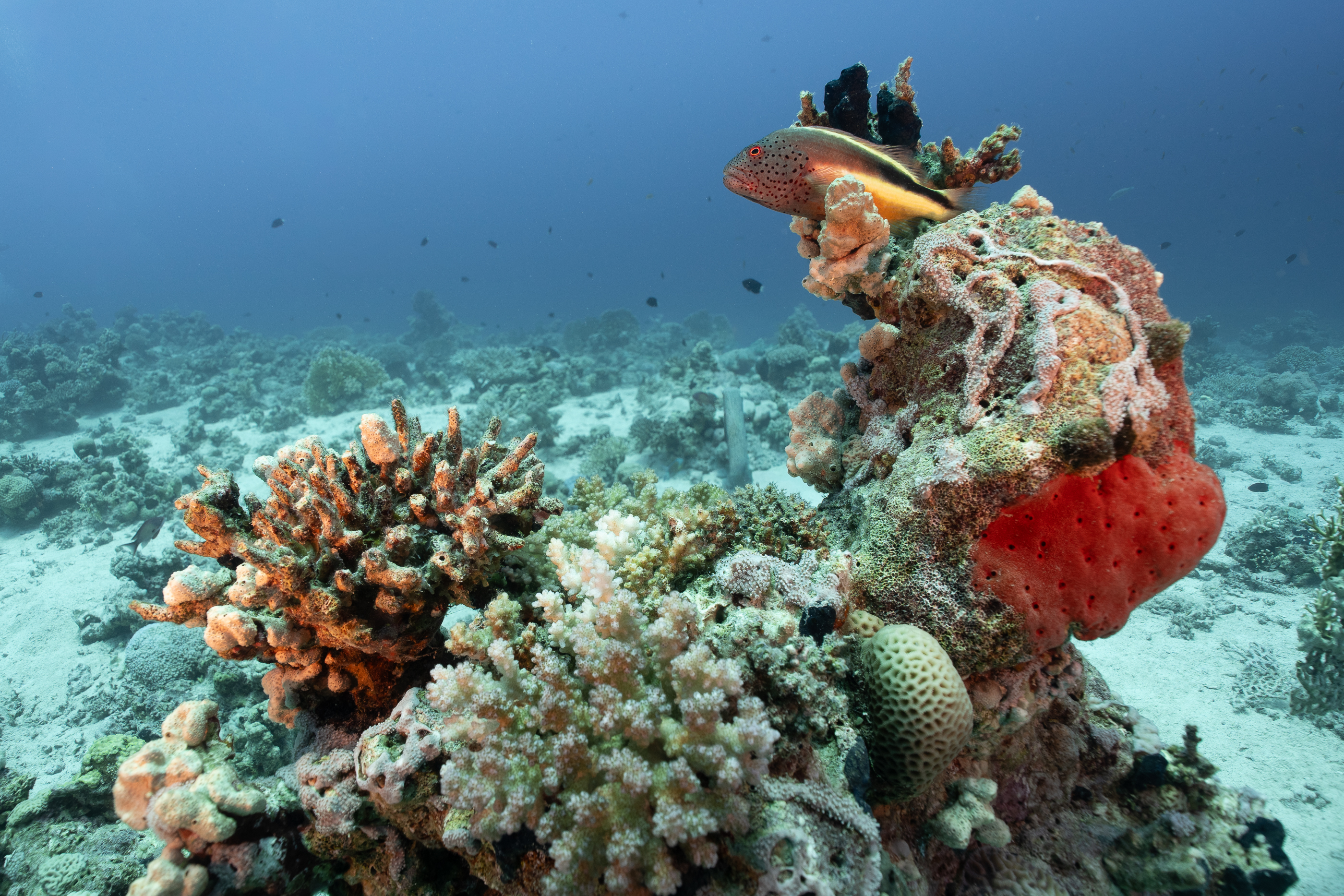 Hawkfish