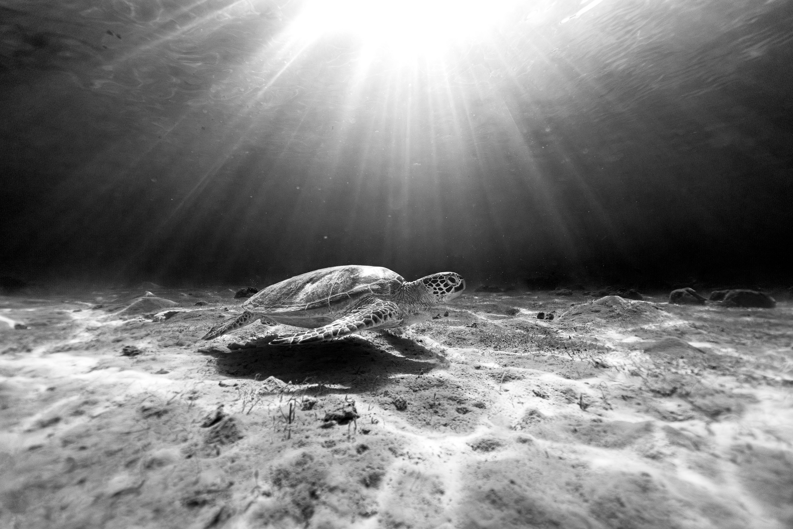 Hawkbilled in Black and White