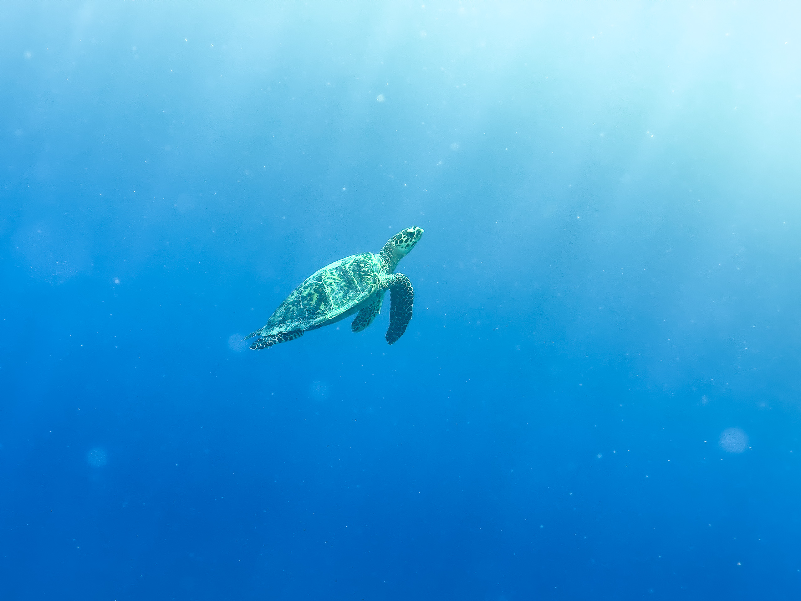 Hawksbill sea turtle