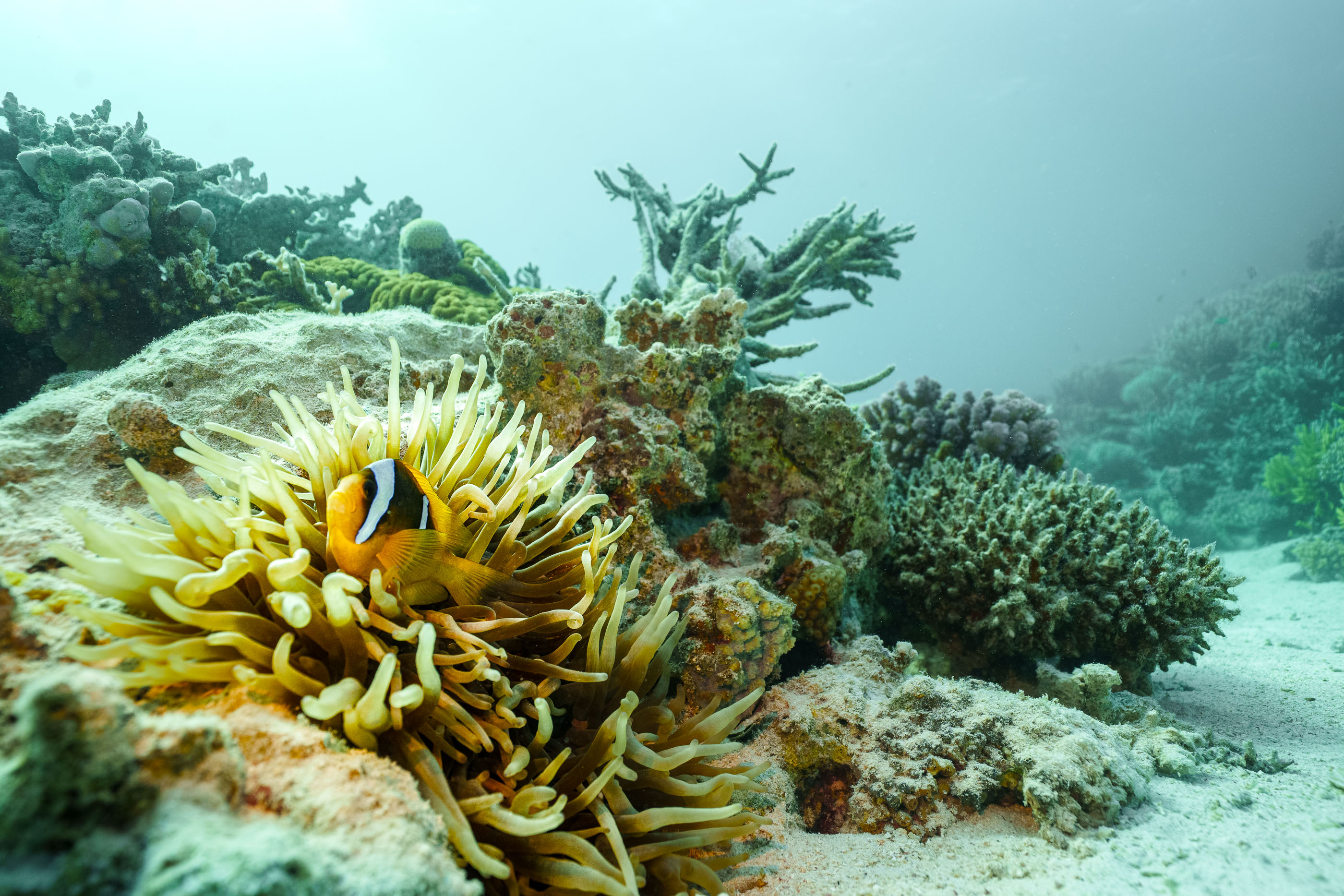 Clownfish at home in its anemone