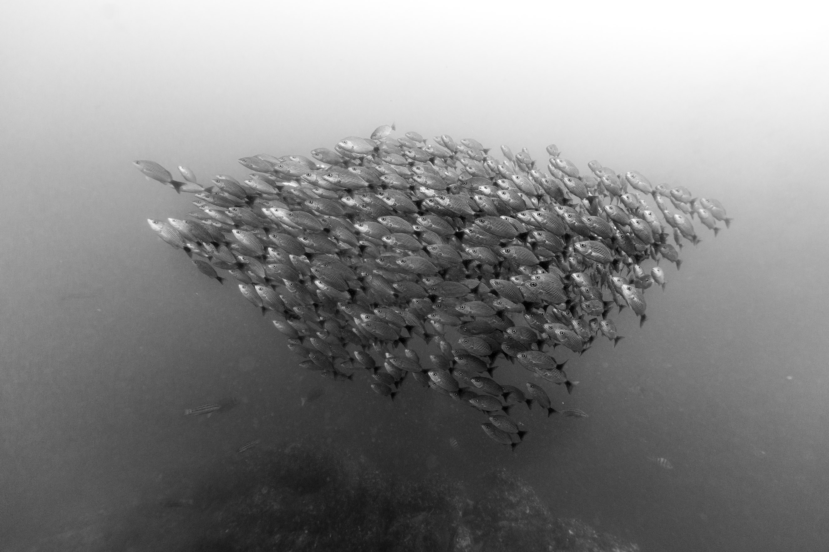 Silver symphony — a school of fish moving as one