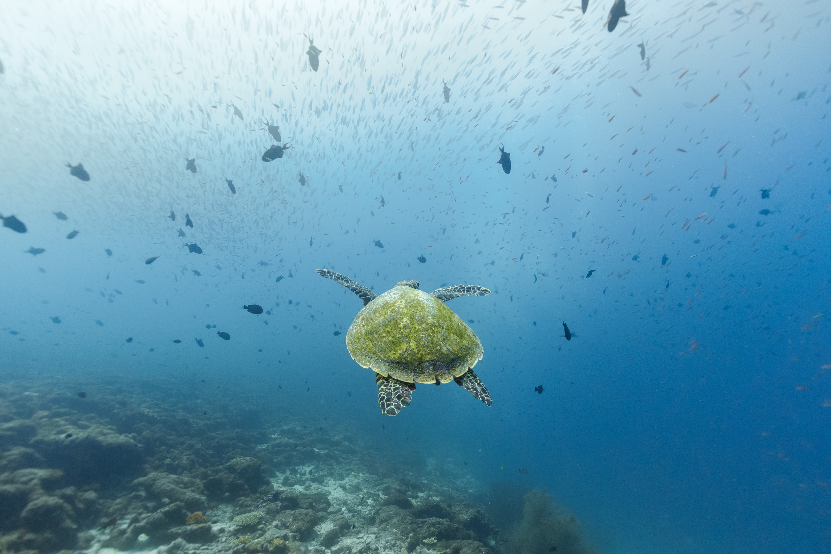 Open ocean — nothing but blue in every direction