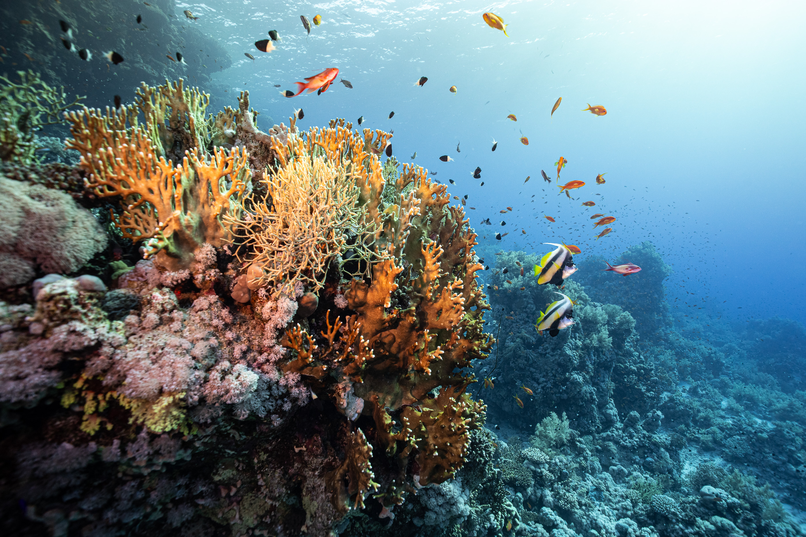 The Reef Wall