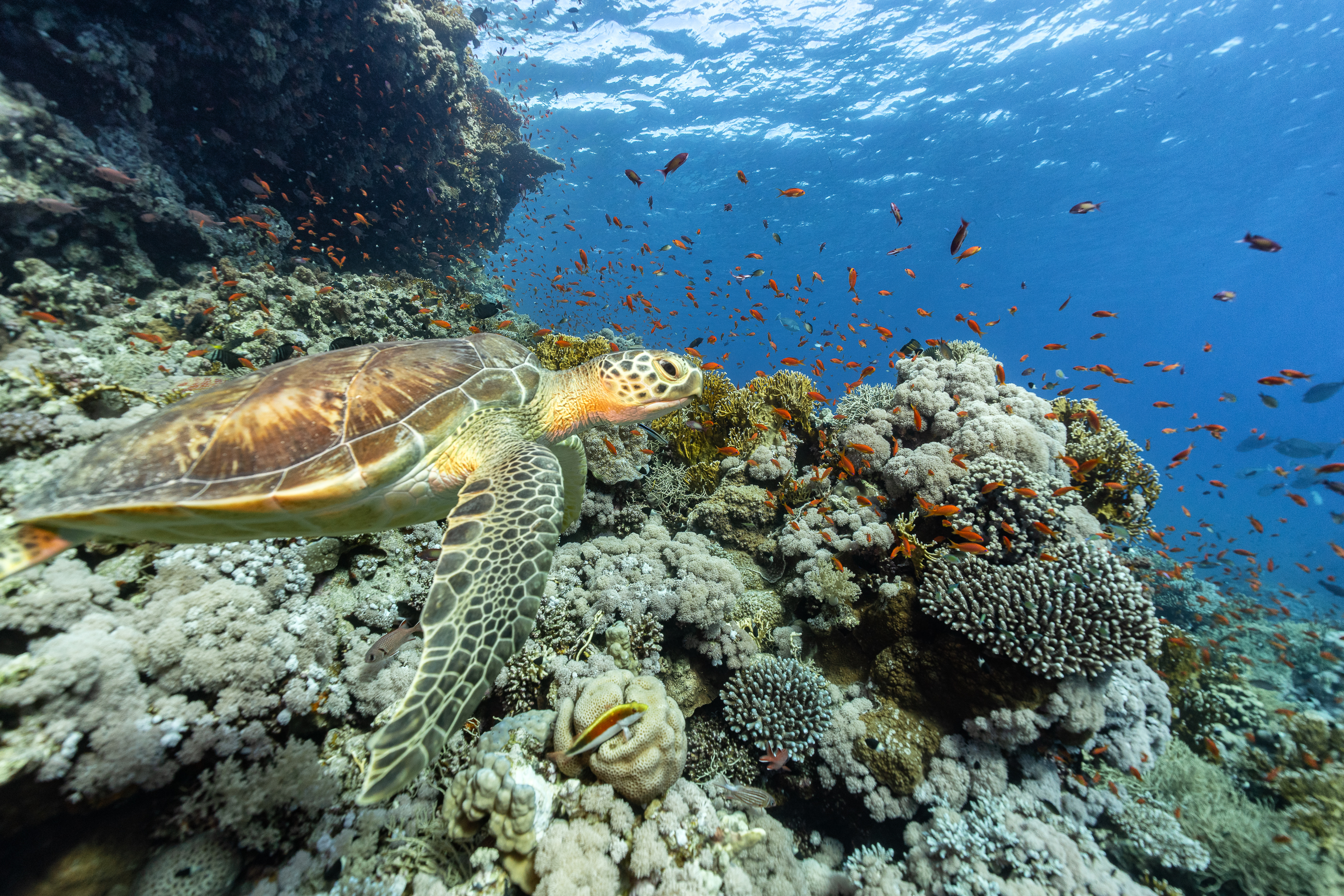 Green Turtle