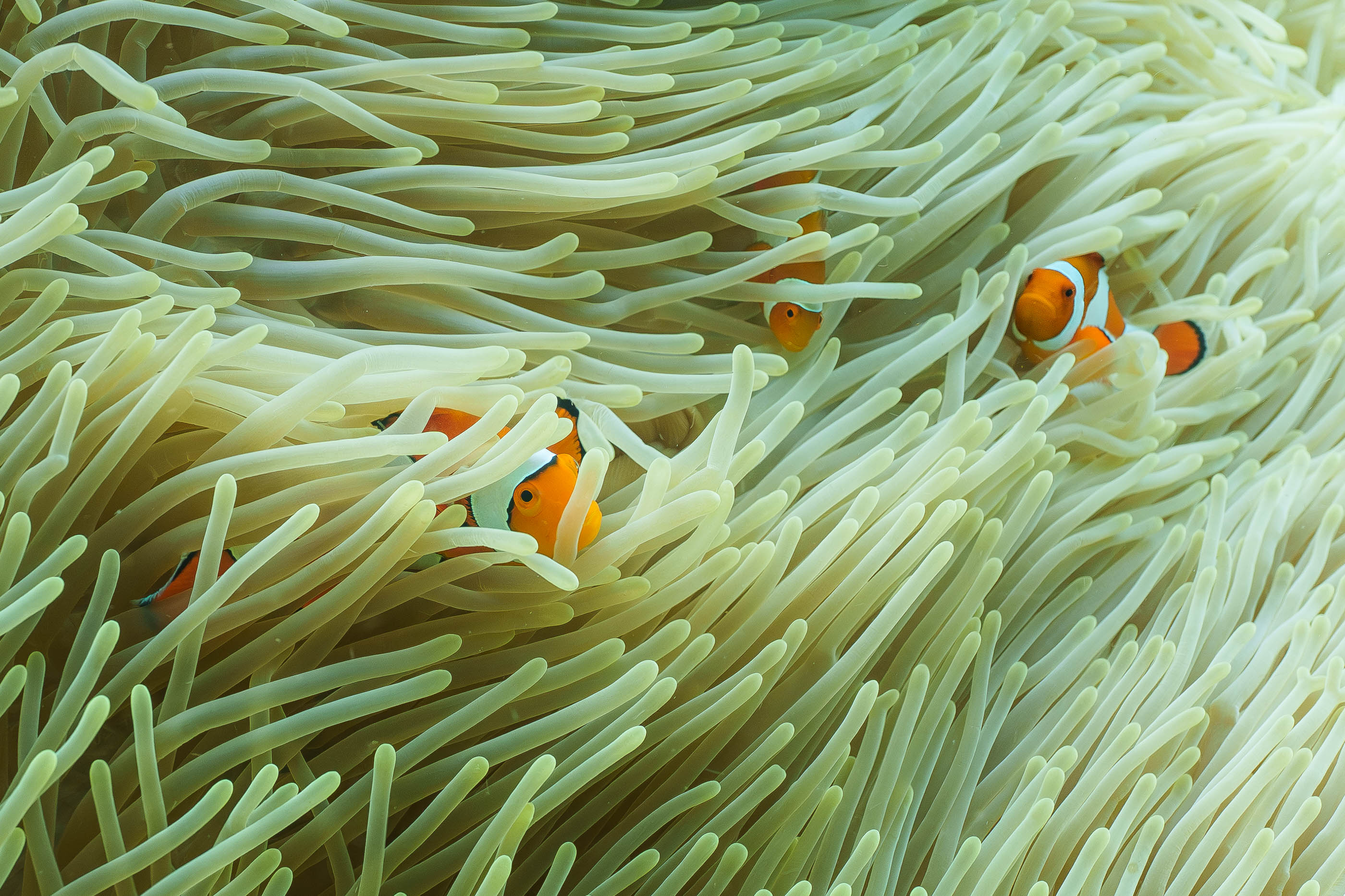 Clownfish duo in Indonesia