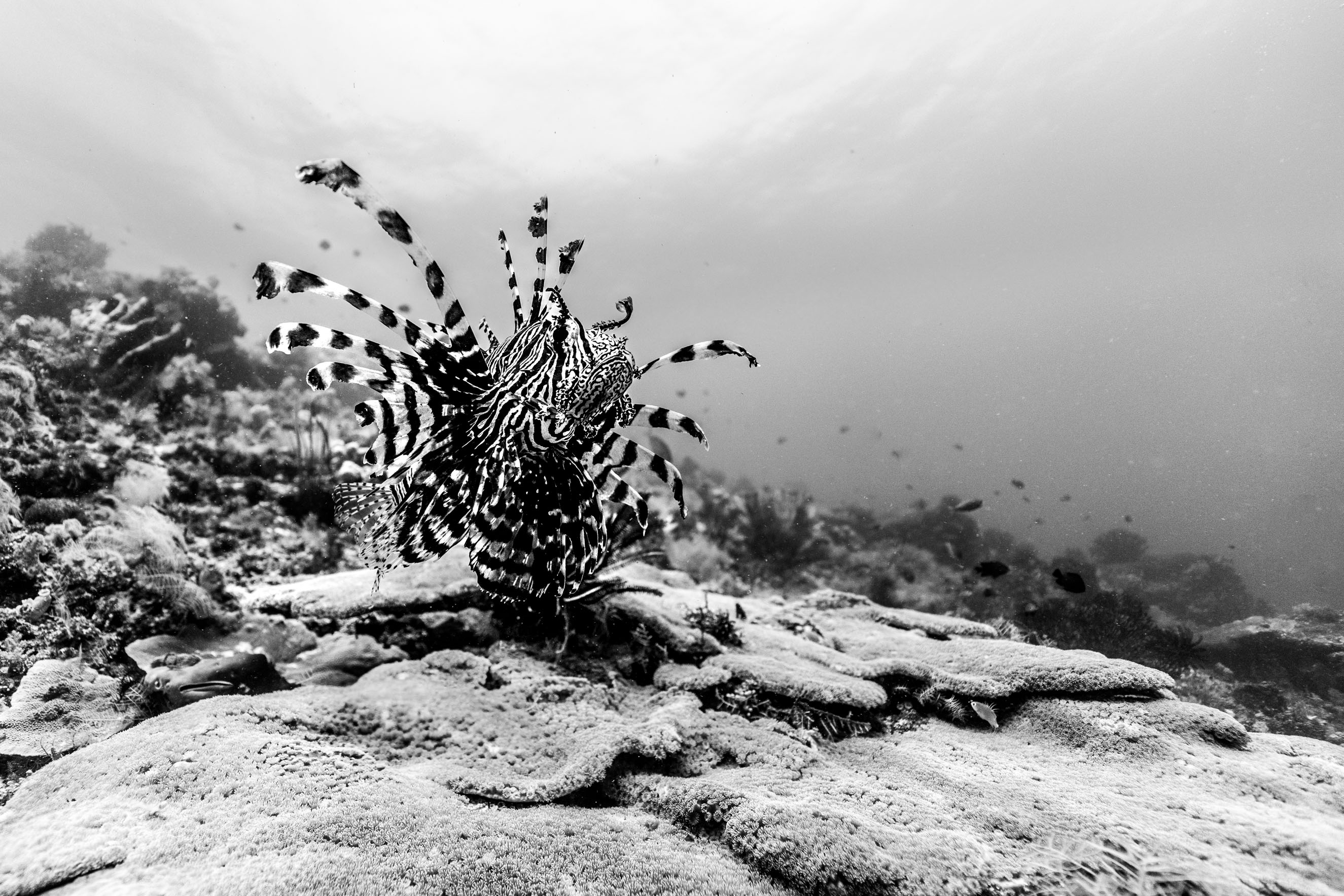 Lionfish in monochrome