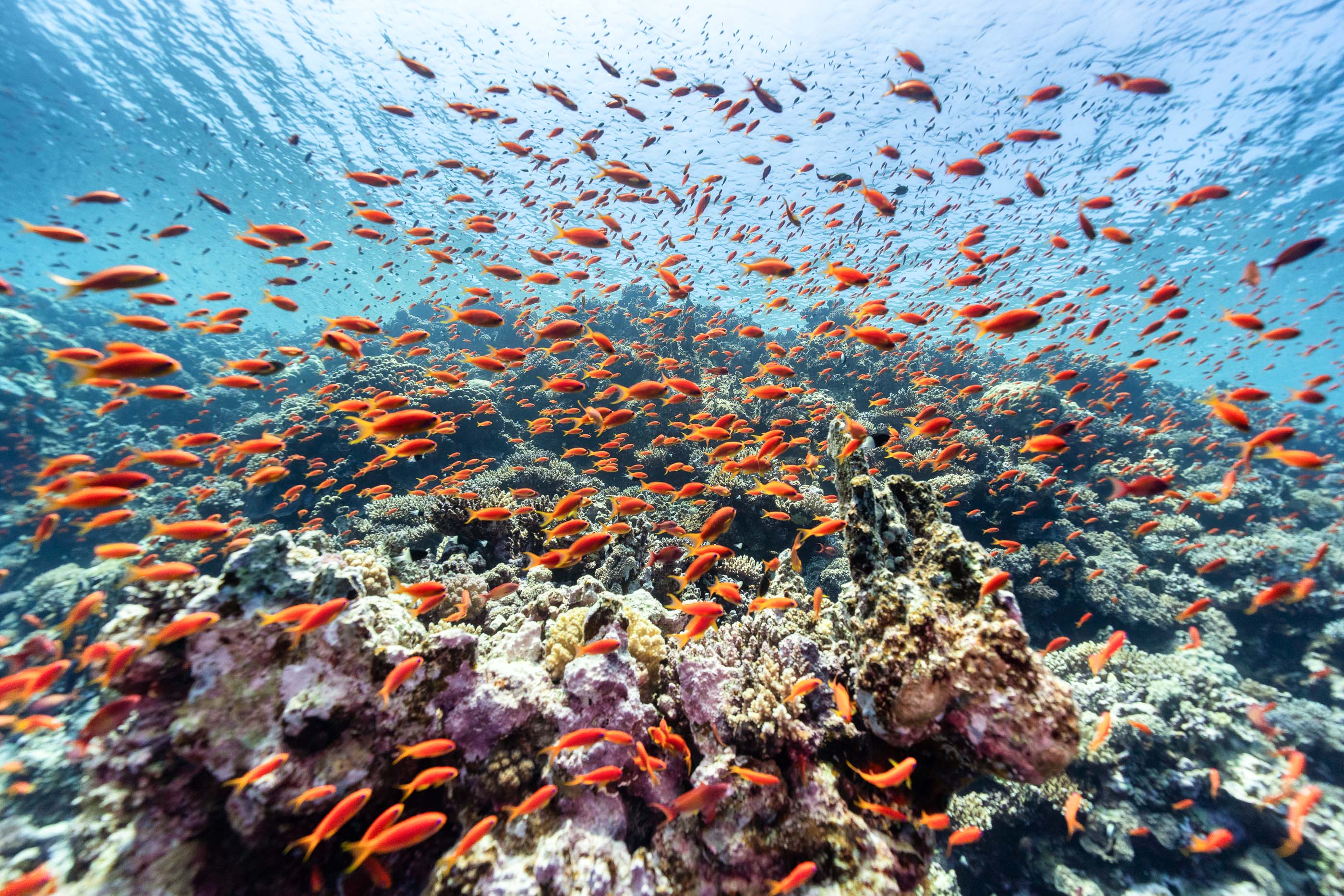 Living coral garden with anthias