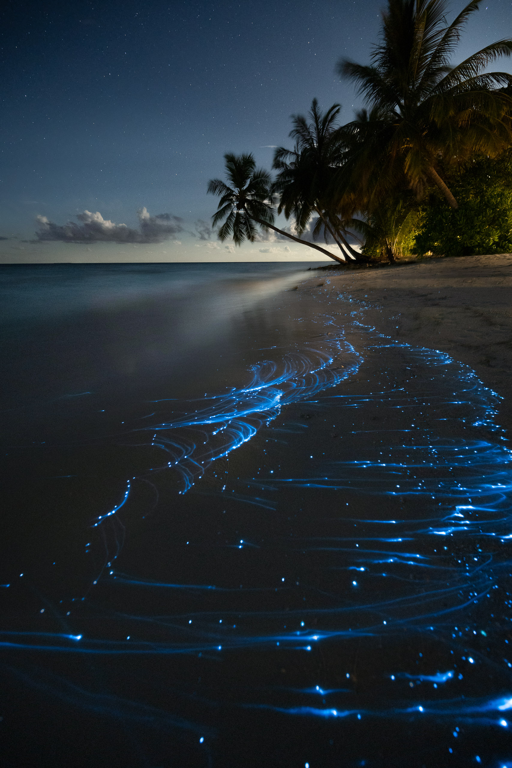 Bioluminescent creature in the dark ocean