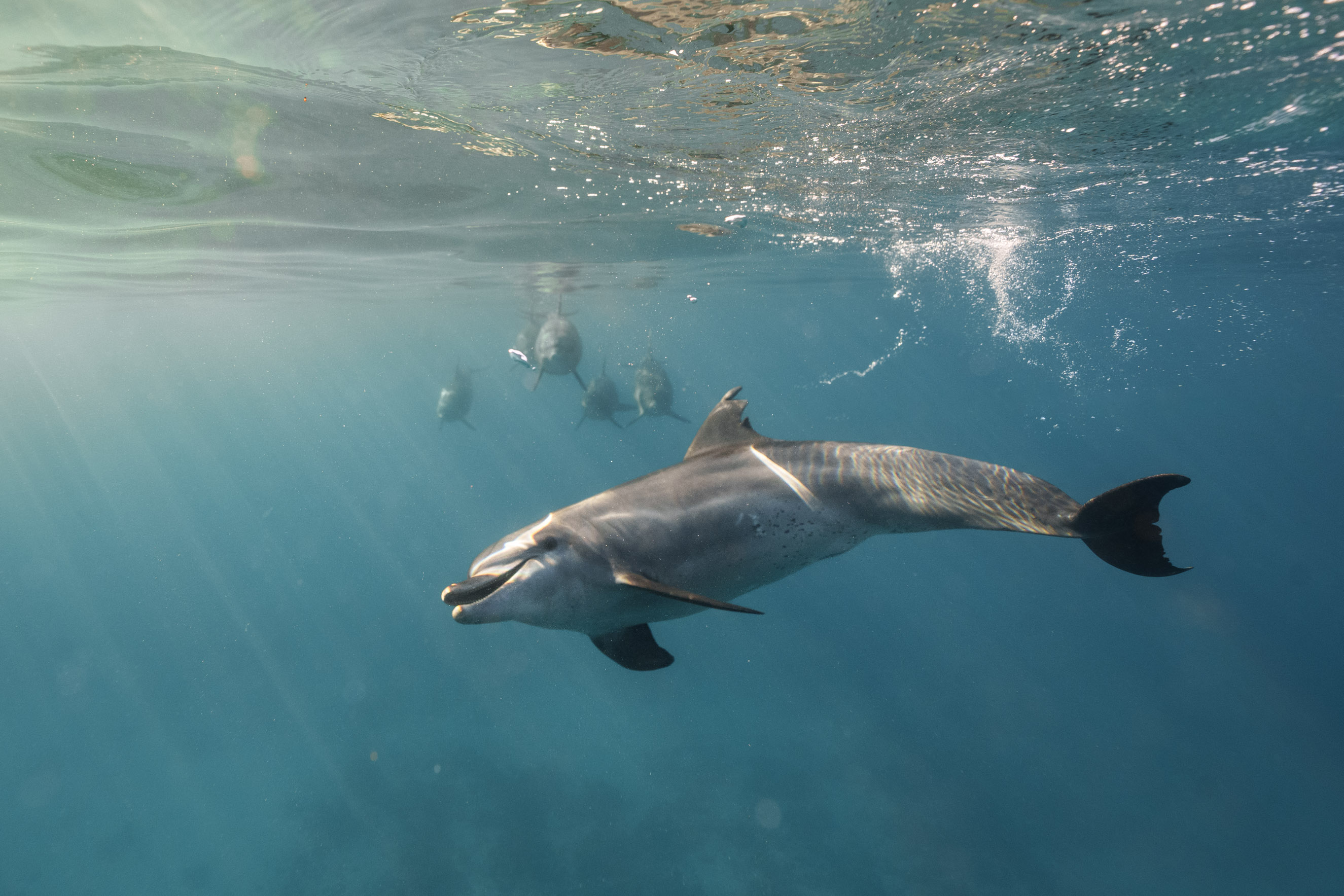 Ocean guardians — turtles in their world