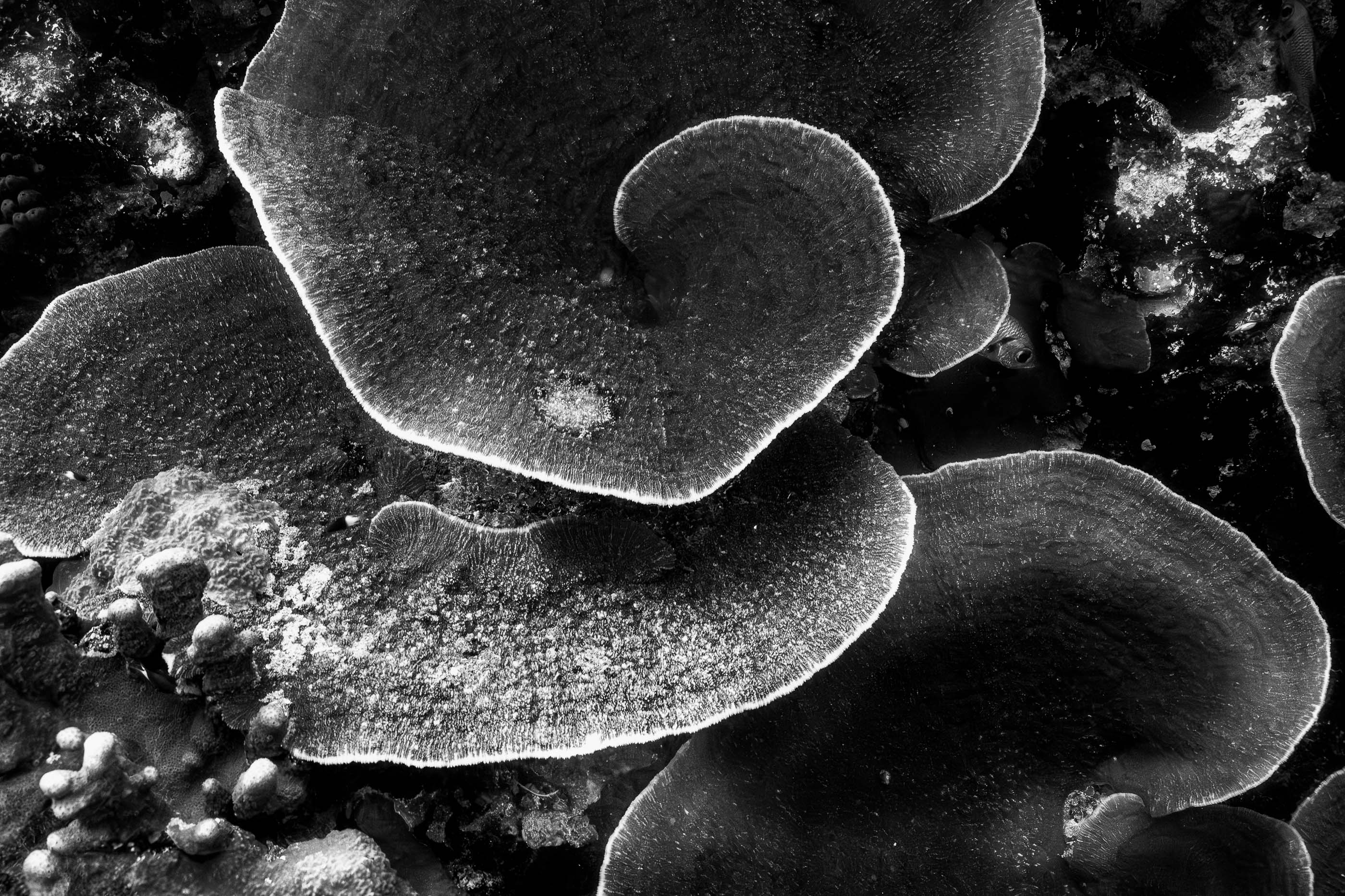 Coral Shadows from Above