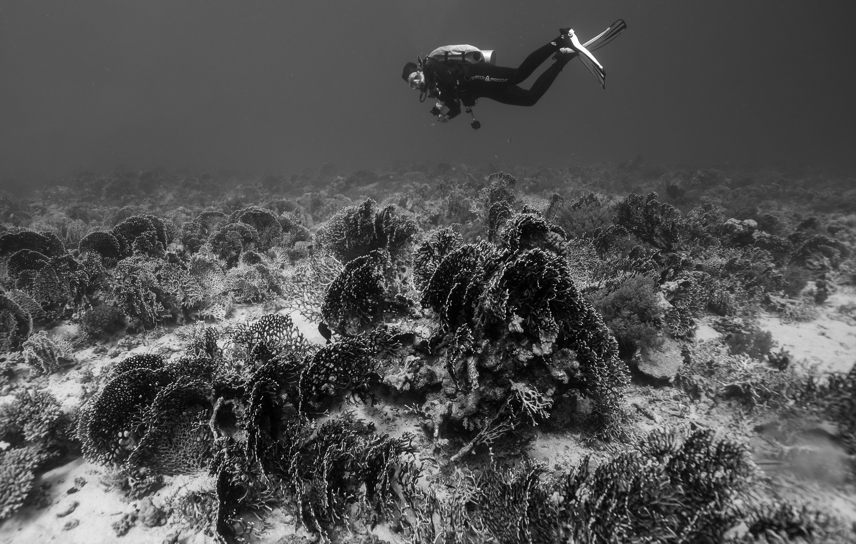 The Coral Field