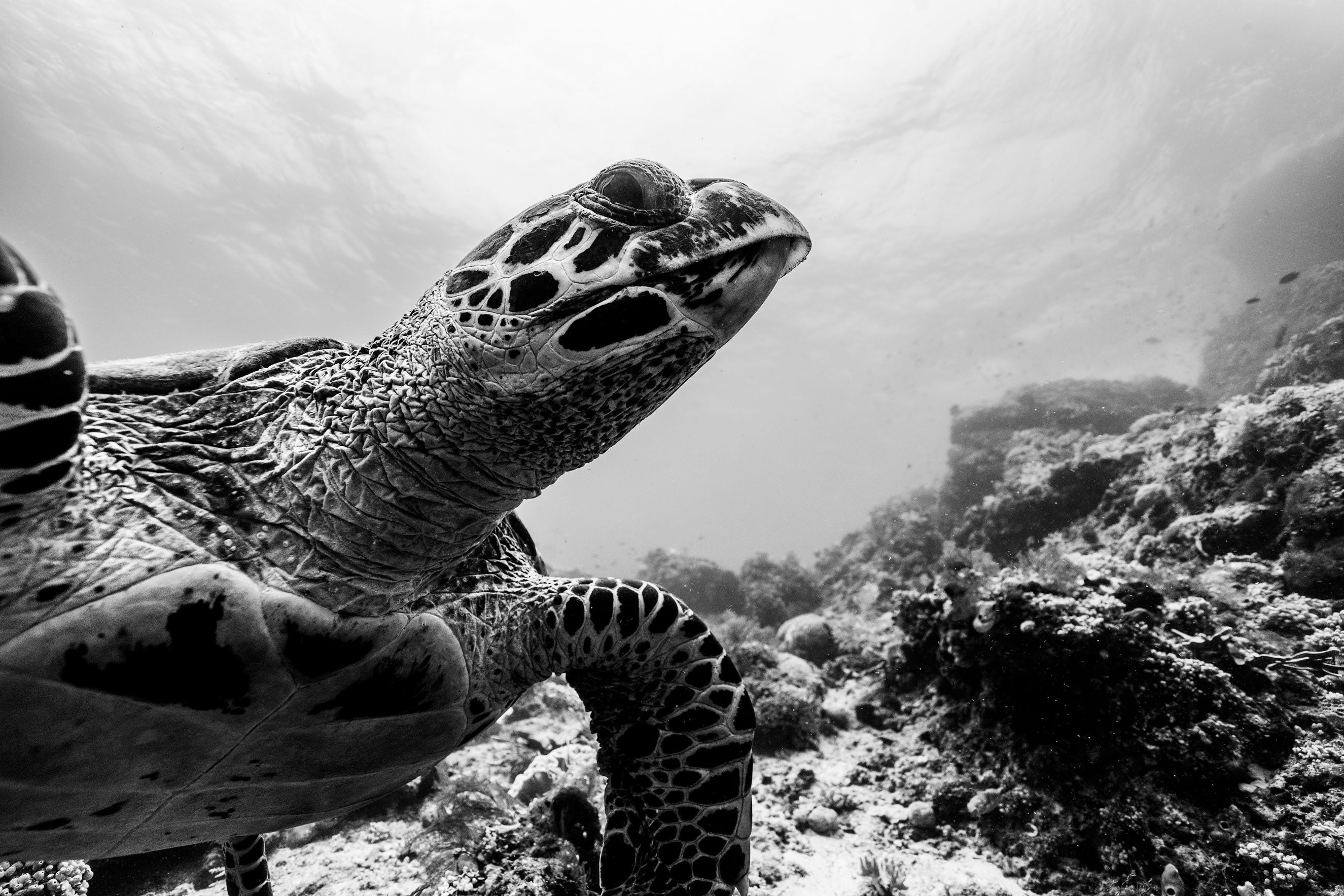 Hawkbilled Photobomb