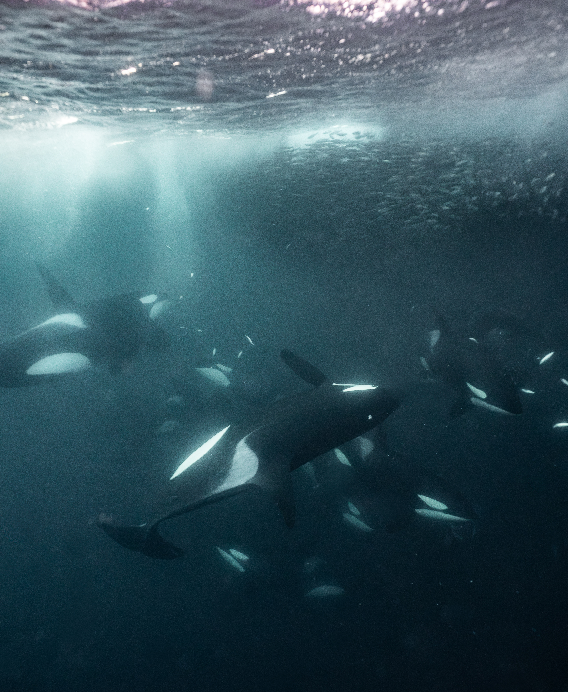 Orca Party
