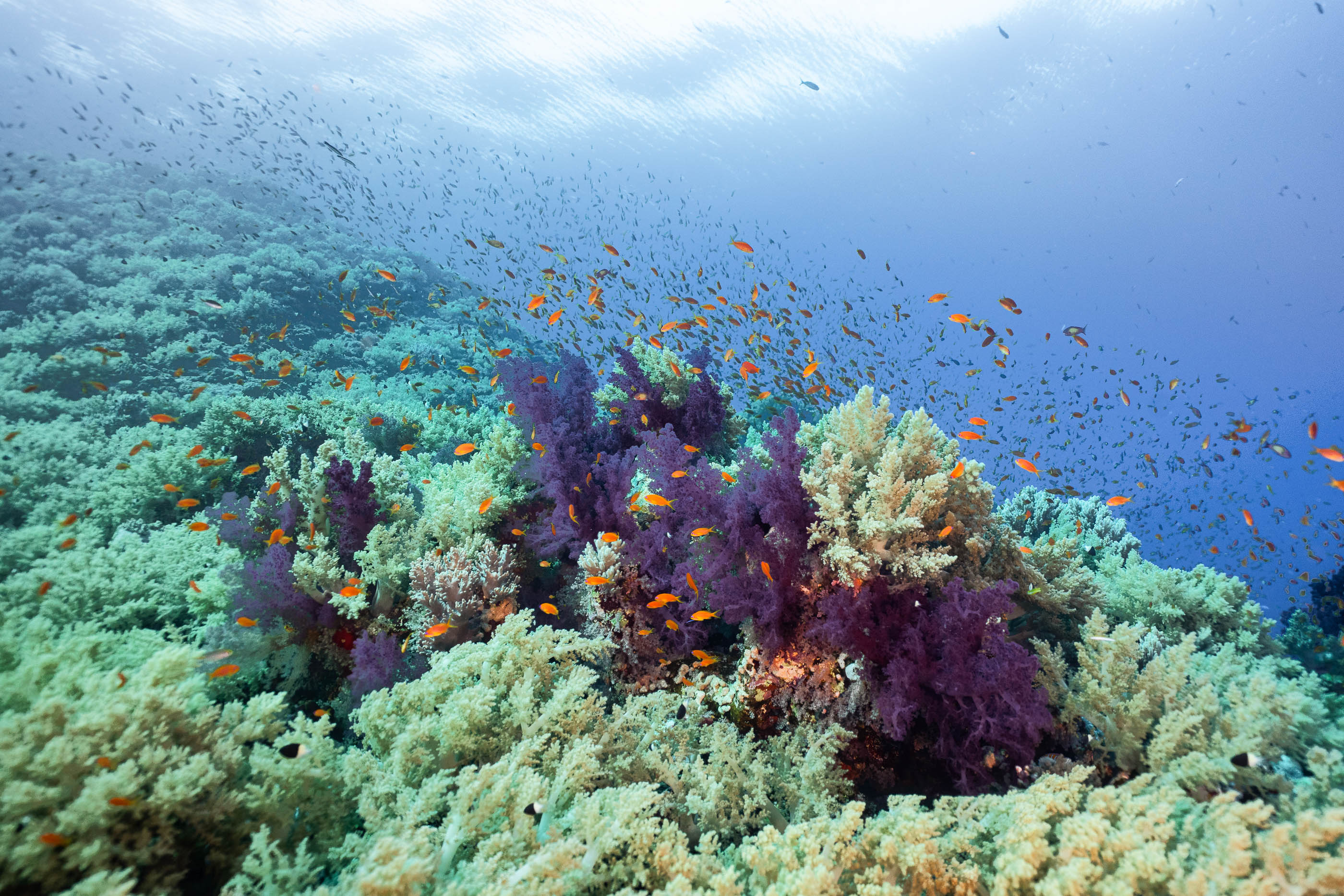 Healthy reef teeming with life